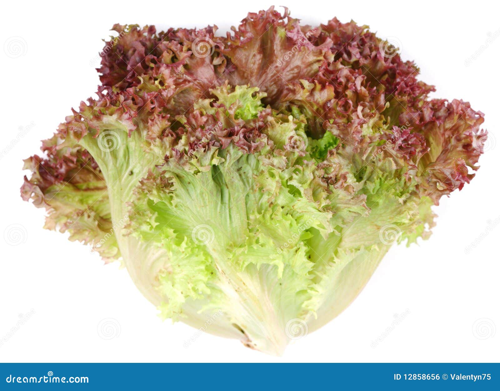Bunch Lettuce Leaves Royalty Free Stock Image Image 12858656