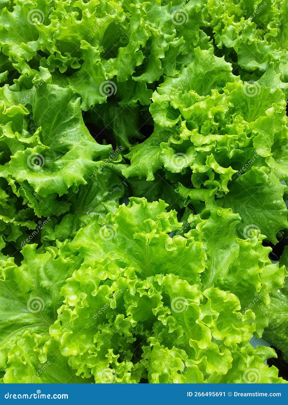 Bunch of lettuces stock image. Image of organic, leaves 266495691