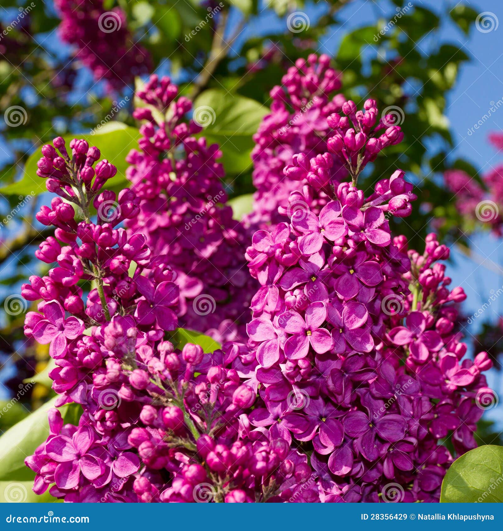 mar Mediterráneo vendaje retroceder Bunch of lilac flower stock image. Image of botany, plant - 28356429
