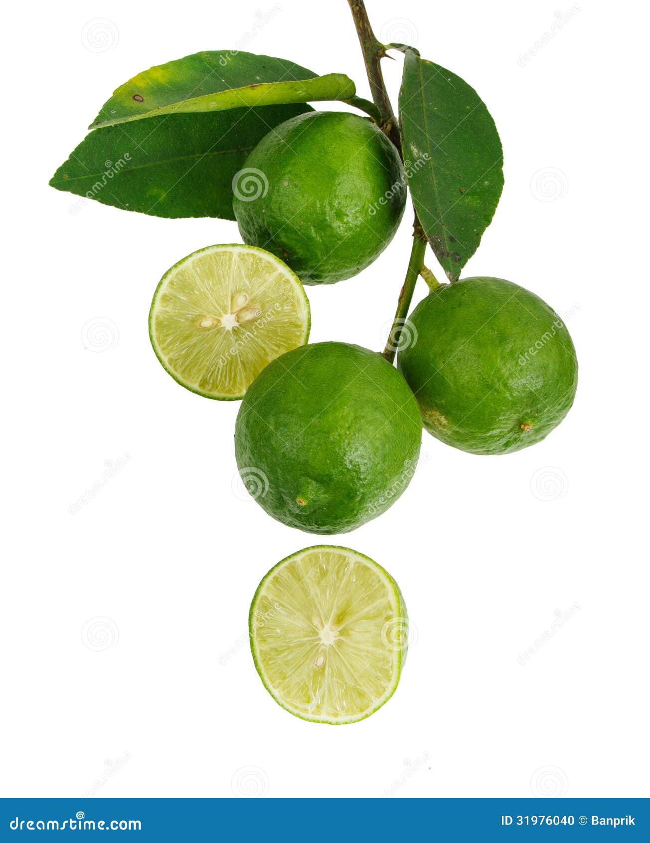 Bunch of limes stock photo. Image of healthy, fruit, leaf 31976040