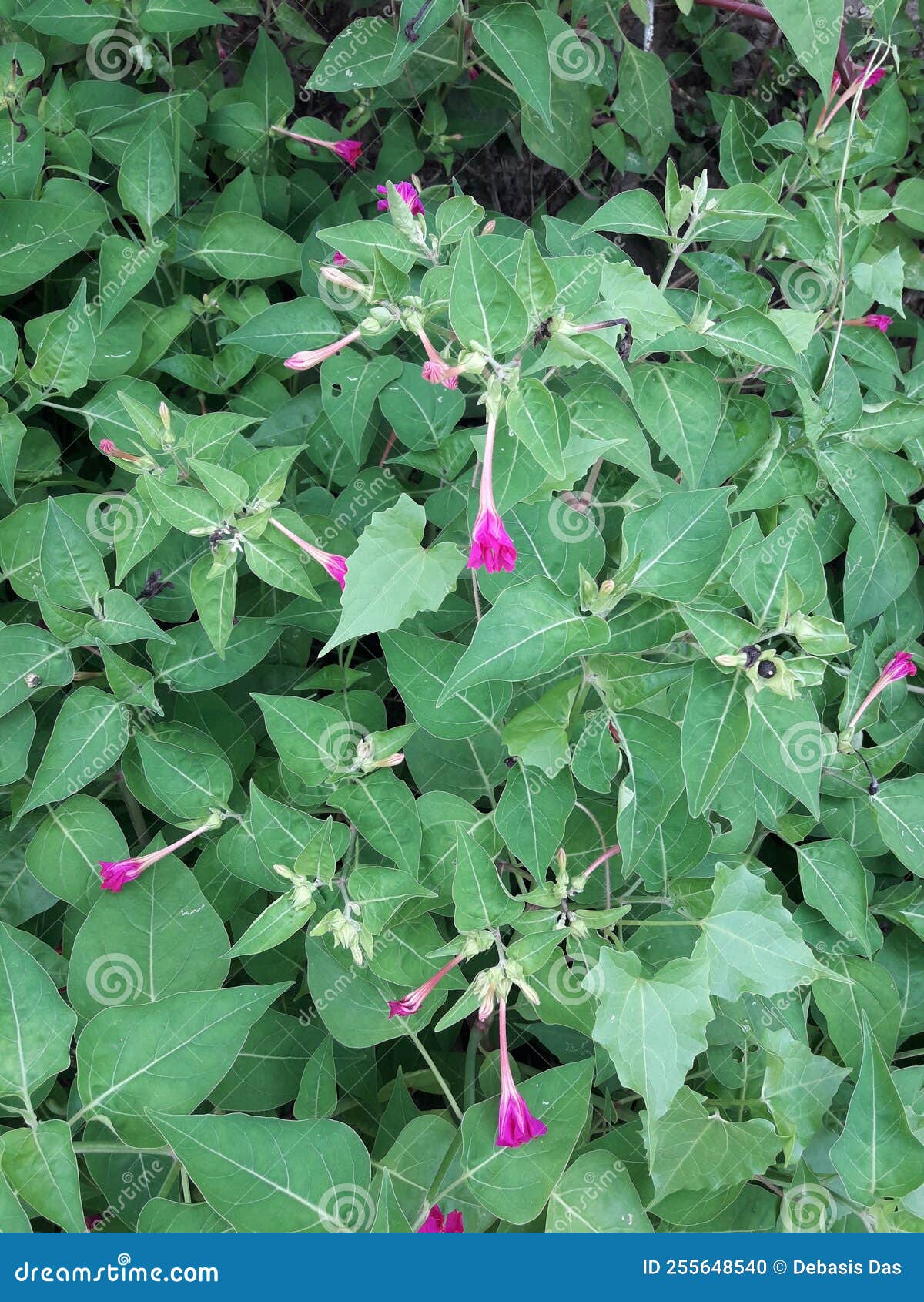 A Bunch of Little Red Flowers so Beautiful and Attractive Stock Photo