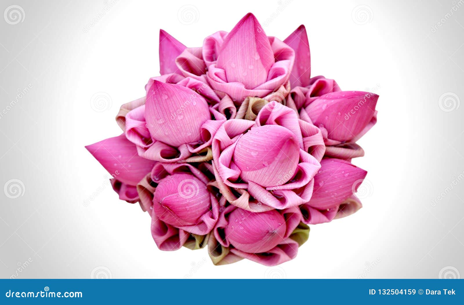 Lotus bunch stock image. Image of foliage, calm, serene 132504159