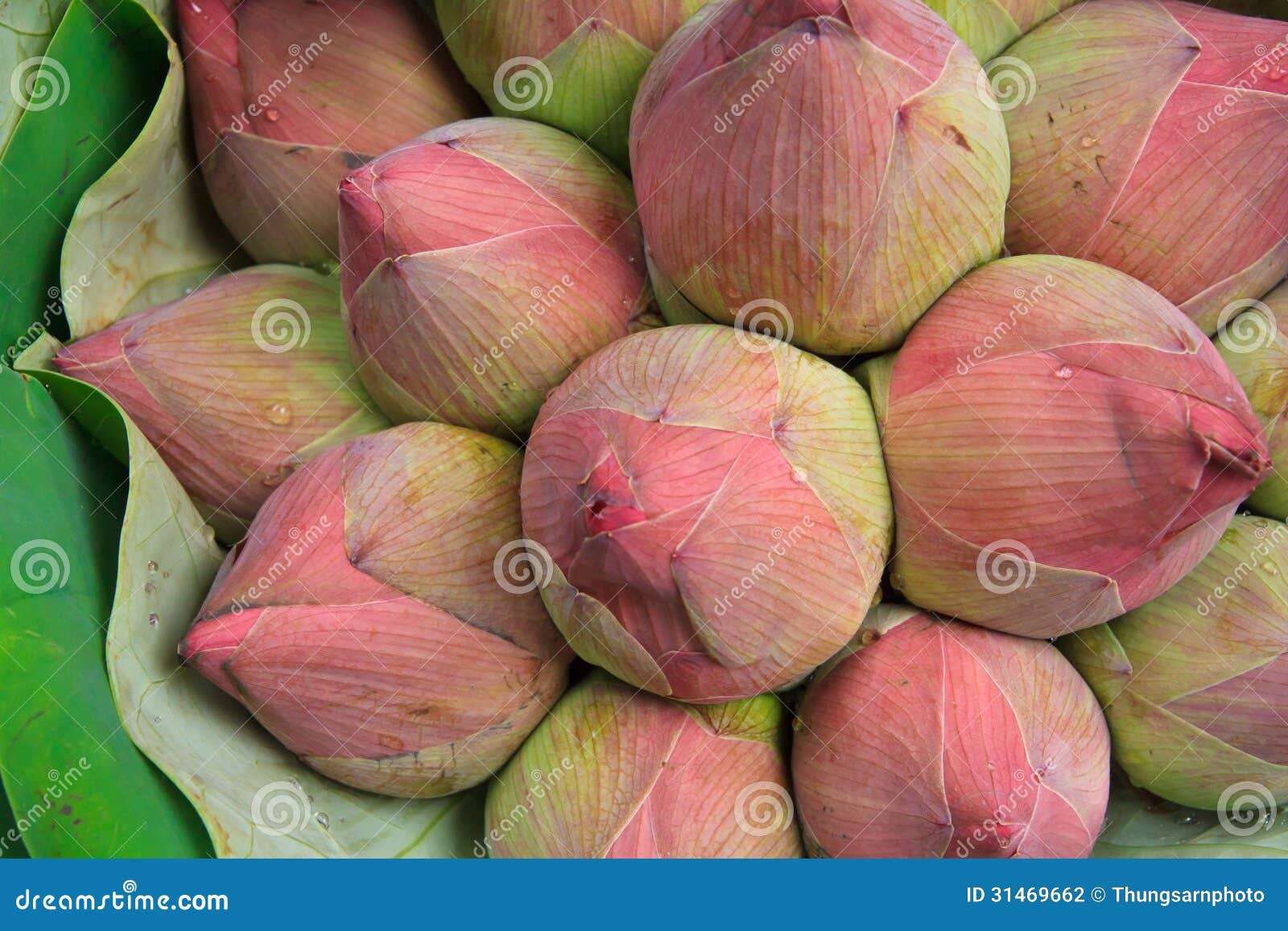 Bunch of Lotus flowers stock photo. Image of lotus, sculpture 31469662