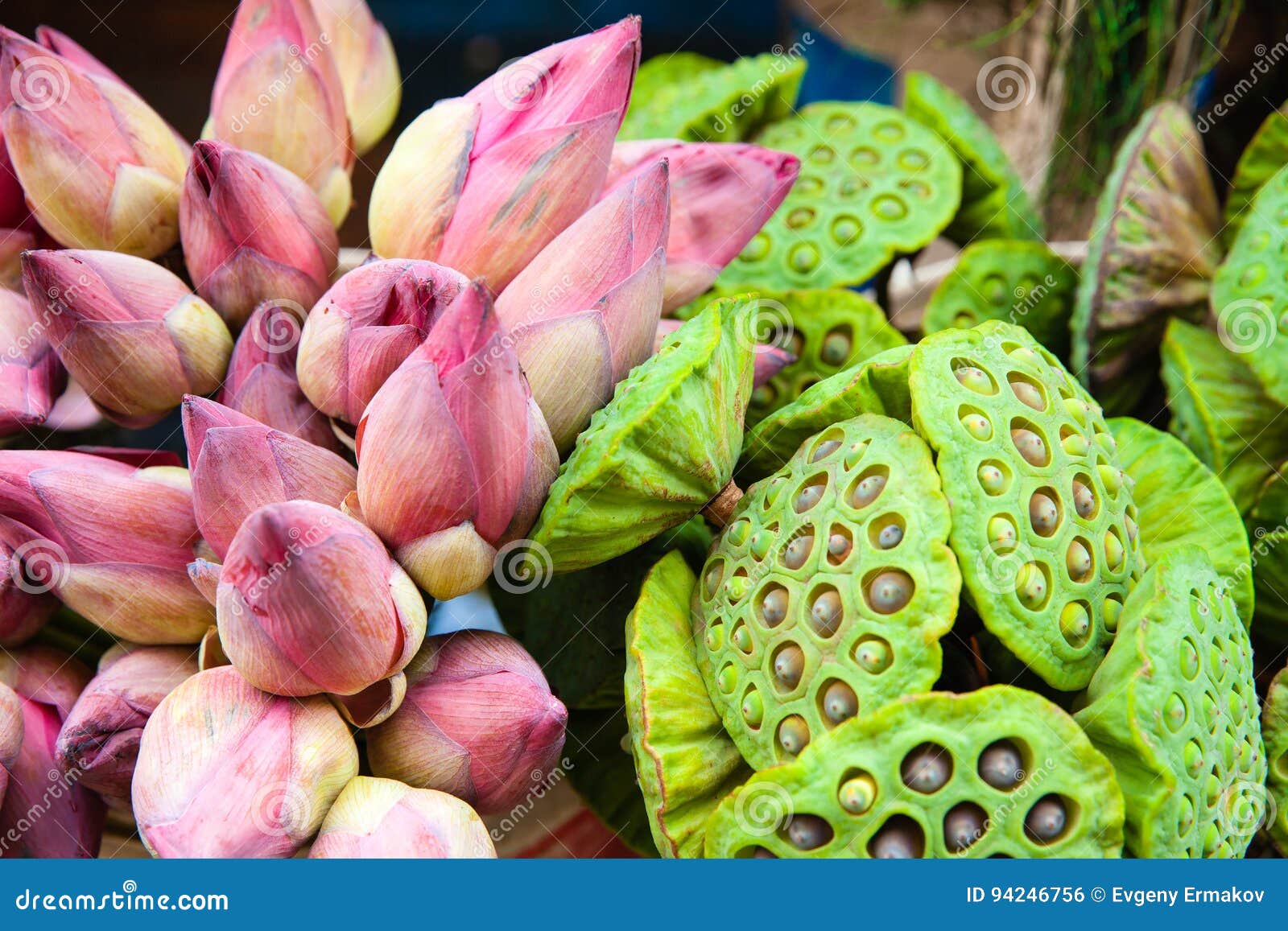 Bunch of Lotus flowers stock photo. Image of lotos, beauty 94246756