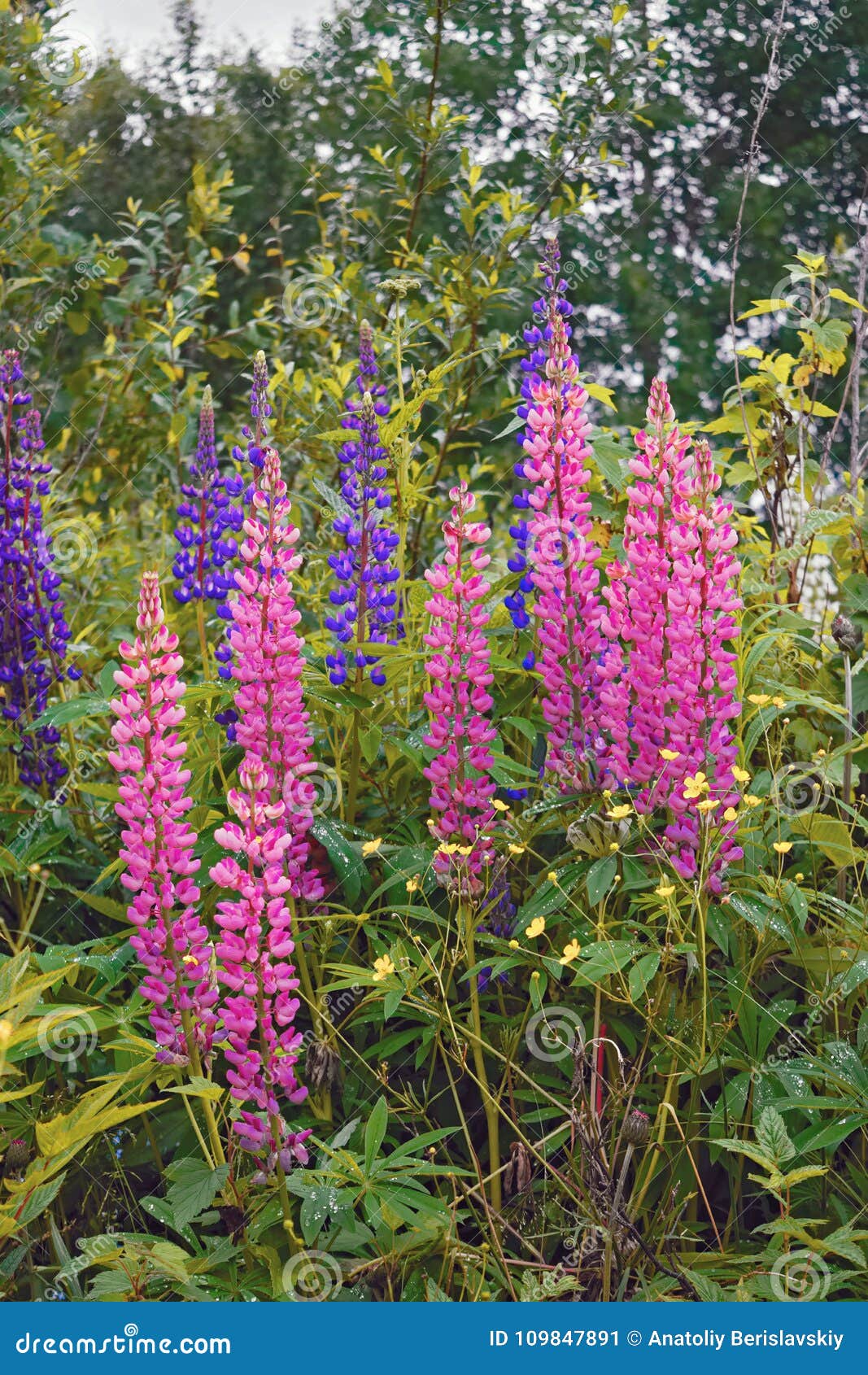 Bunch of Lupines Summer Flower Stock Image Image of forest, bloom