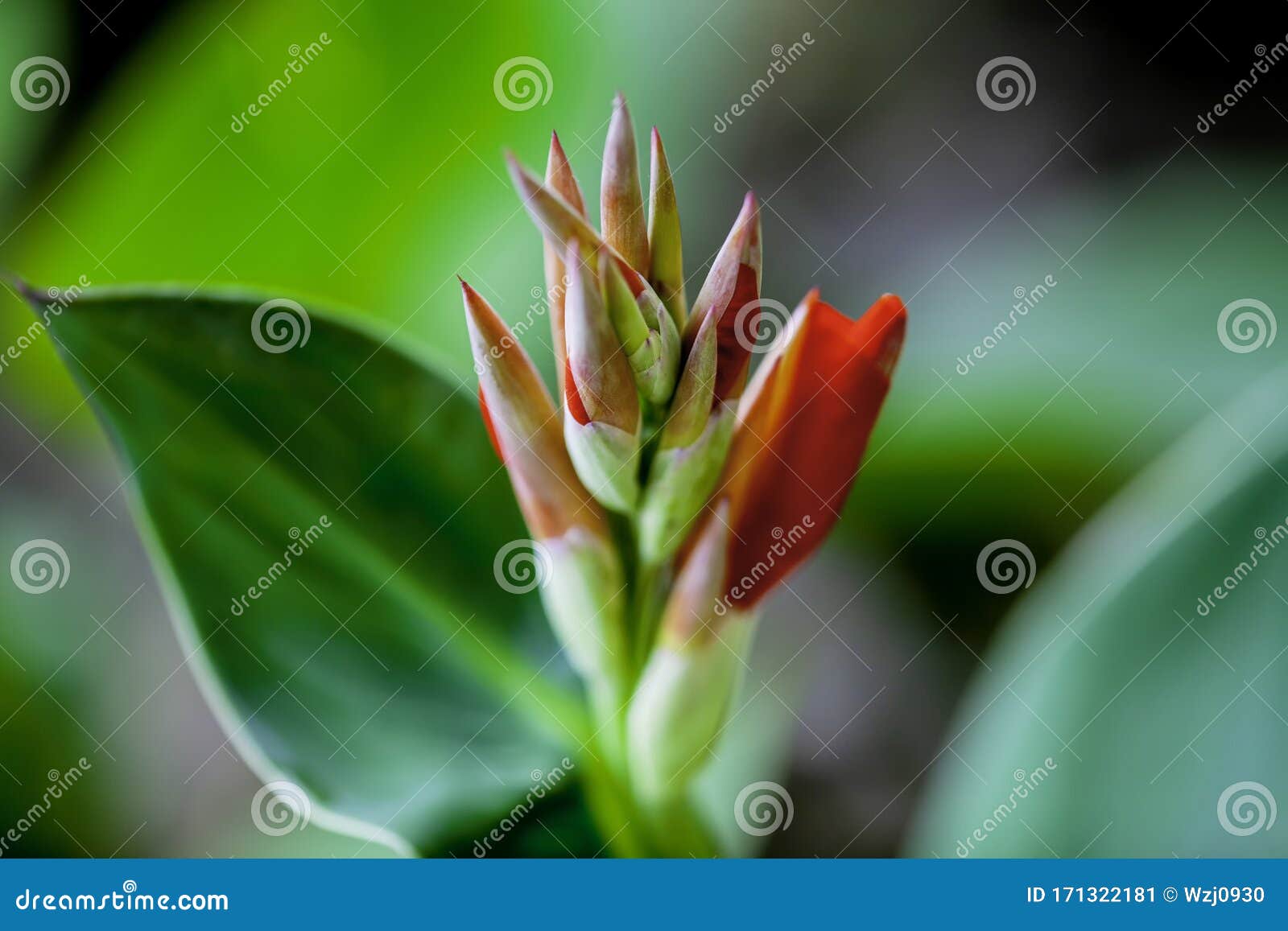 A Bunch Of Closeup Red Canna Lily Flower Buds Stock Image Image Of Blooms Accumulation 171322181