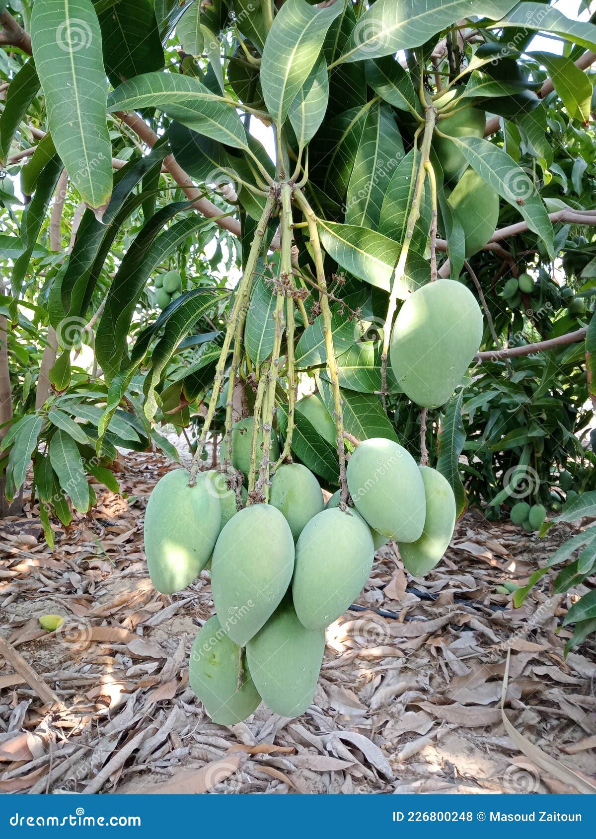 A bunch of mango fruits stock photo. Image of greennature - 226800248