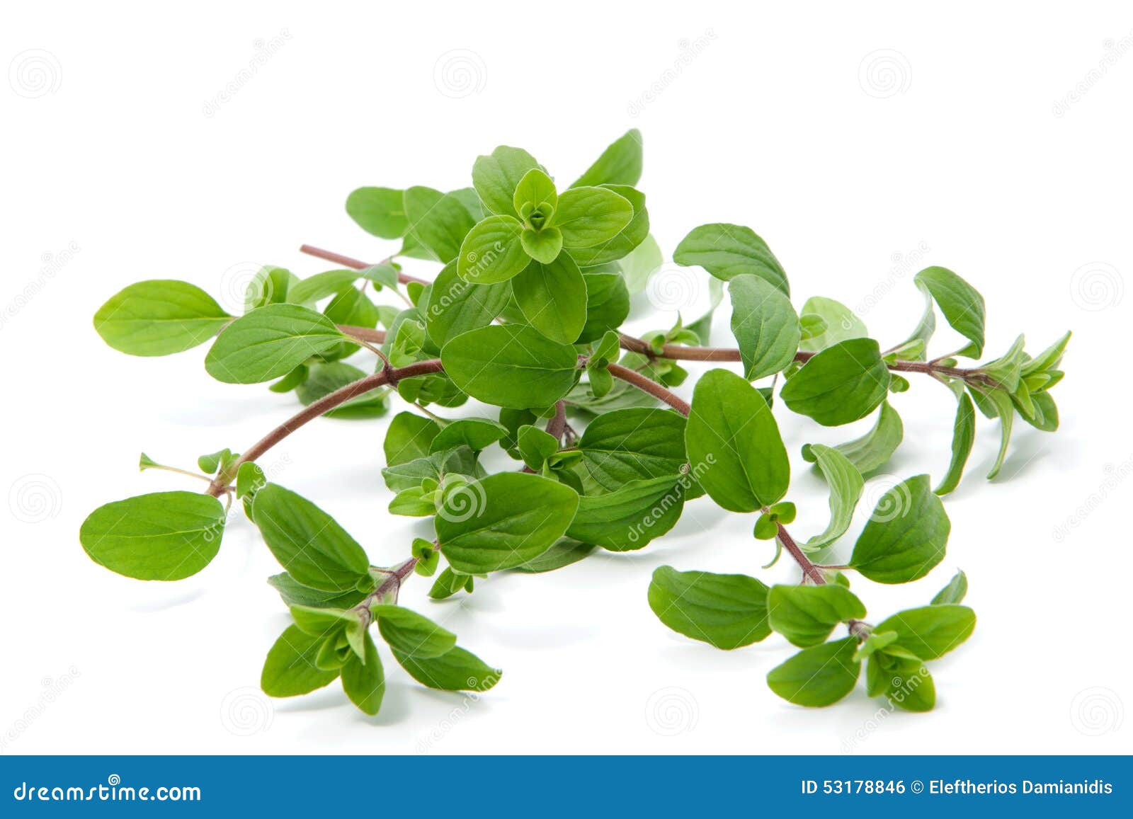 Bunch of marjoram stock photo. Image of condiment, vegetarian 53178846
