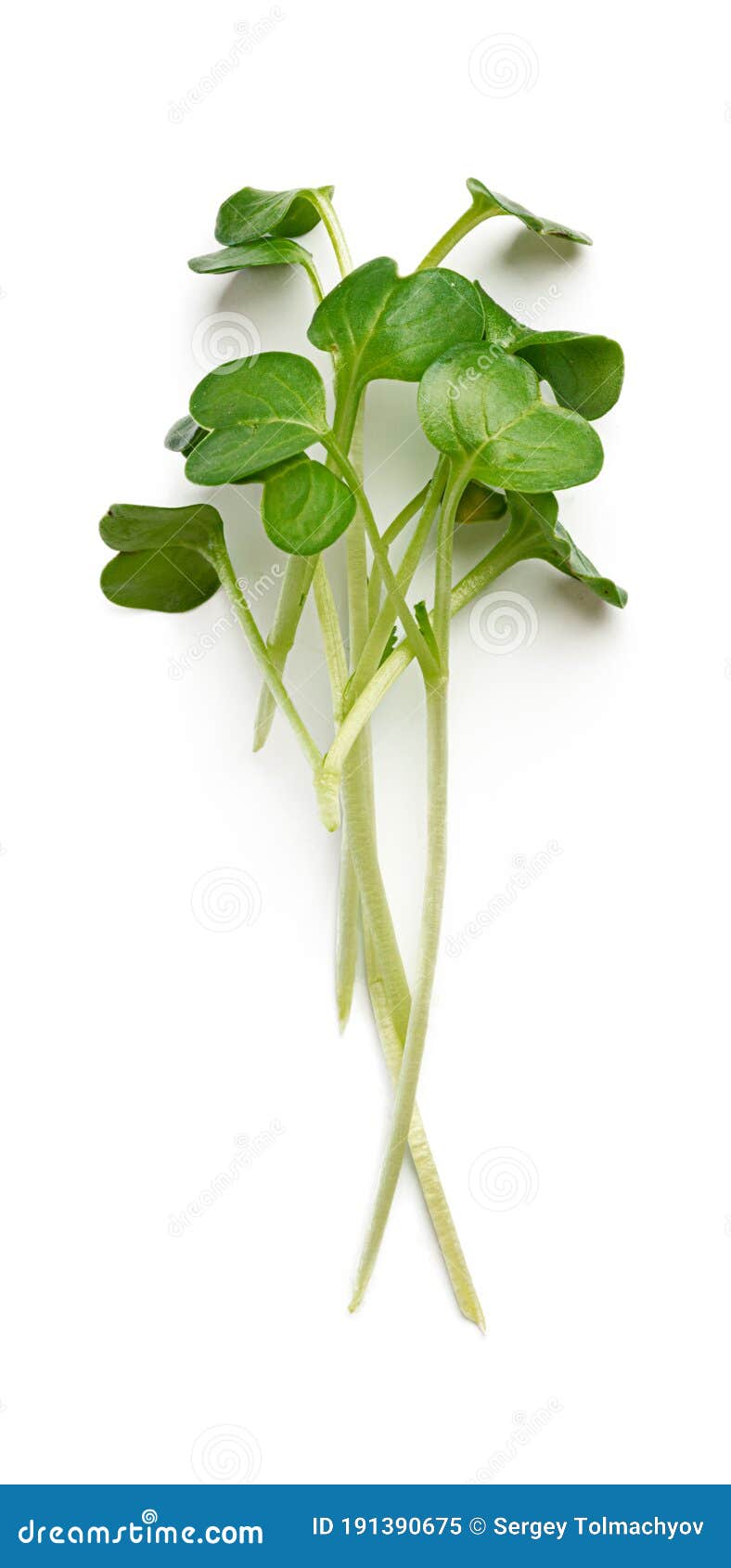 bunch of micro green sprouts  on white background