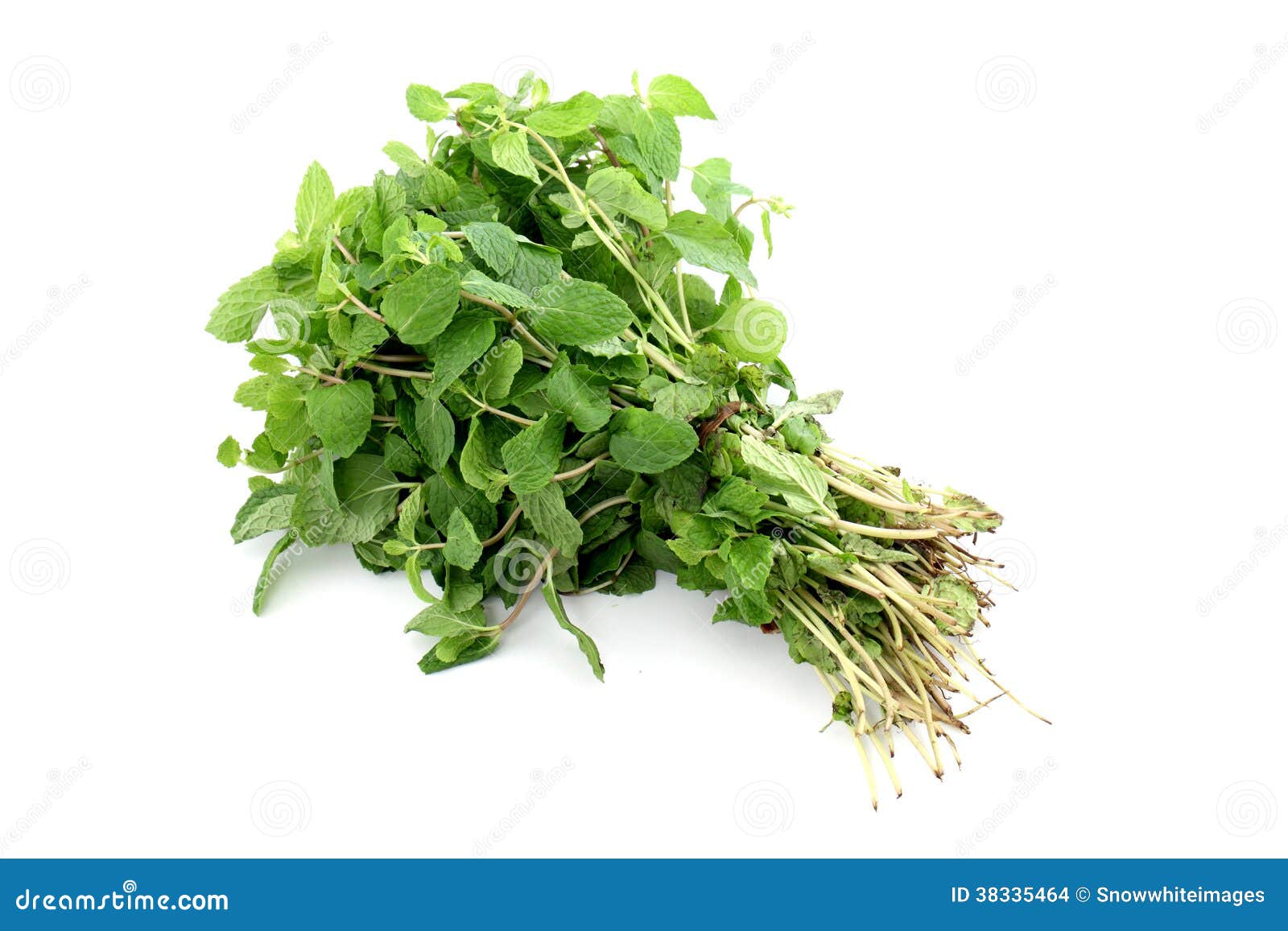 Bunch of mint leaves stock photo. Image of herb, green 38335464