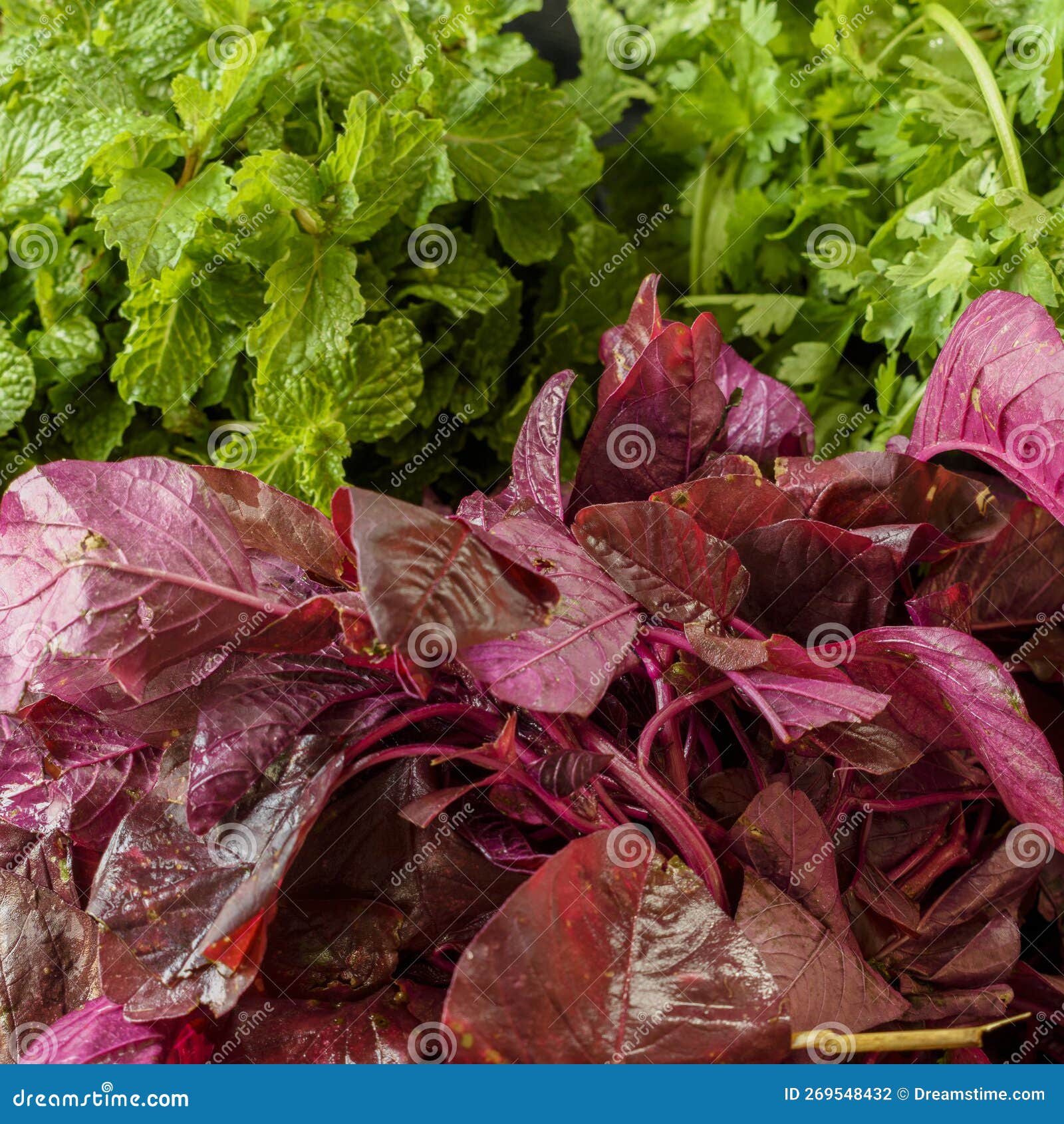A Bunch of Mint Leaves, Coriander Leaves and Amaranth Red Spinach Stock