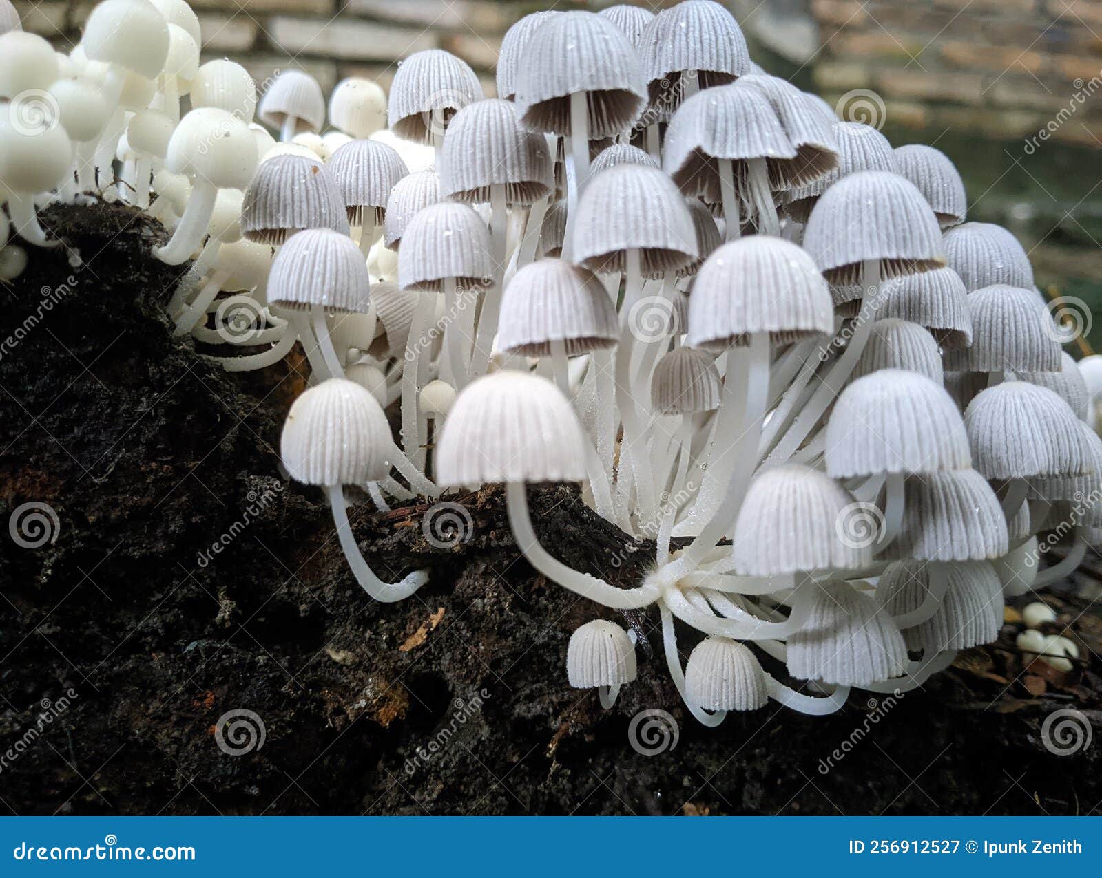 A Bunch of Mushrooms Growing Under the Tree Stock Image Image of tree