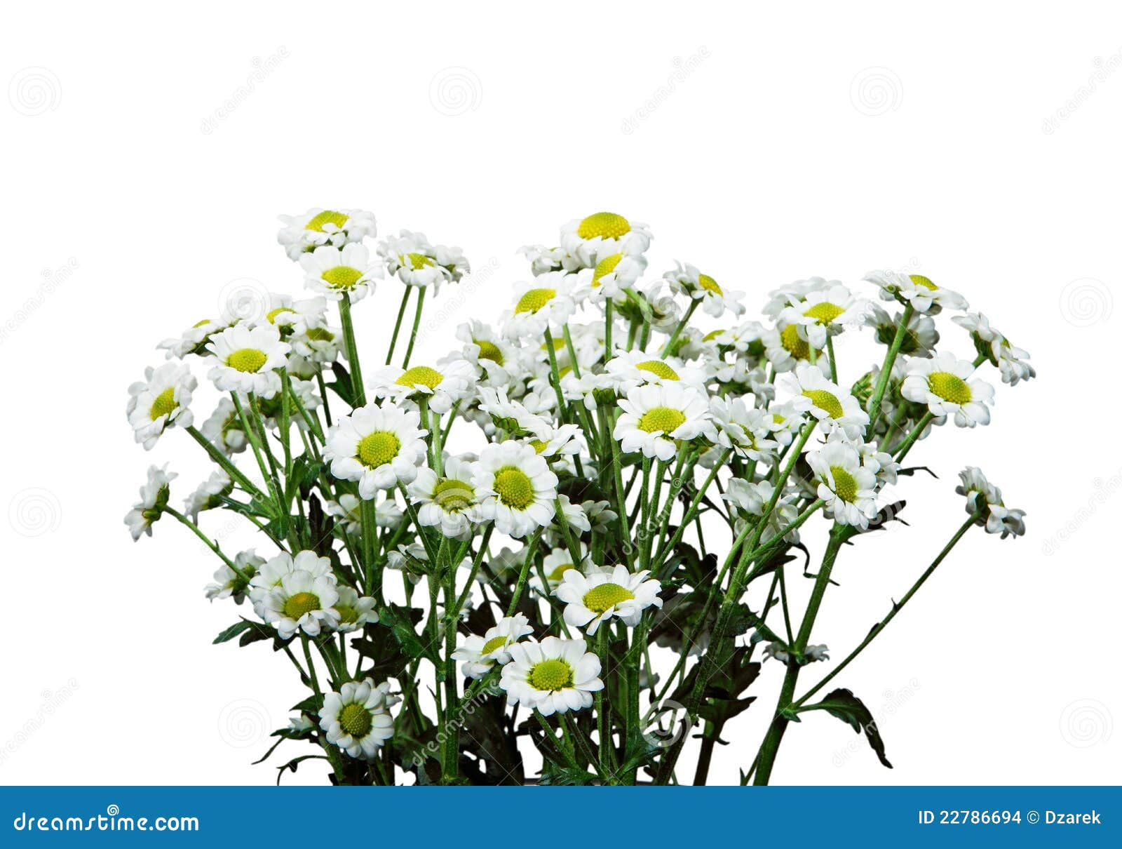 Bunch of Nice Small Daisies Stock Photo Image of nature, yellow 22786694