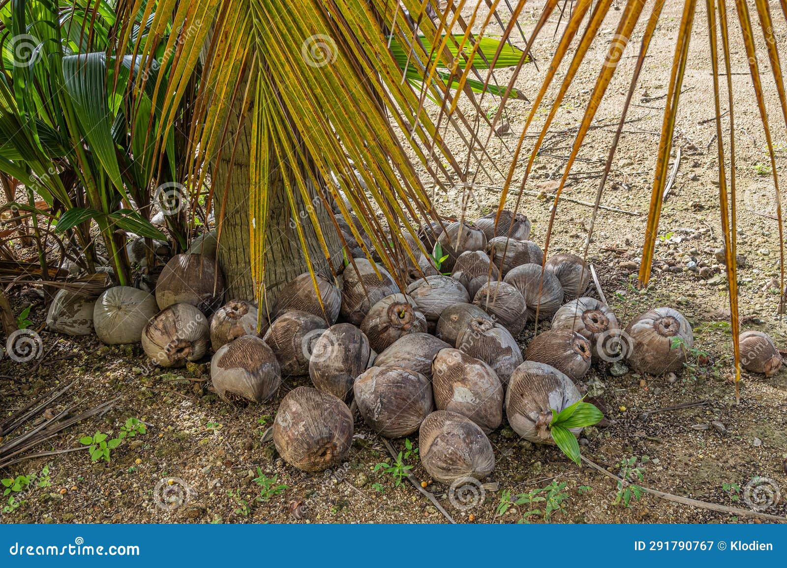 bunch of old coconuts, parque ecoturÃÂ­stico. zihuatanejo, mexico