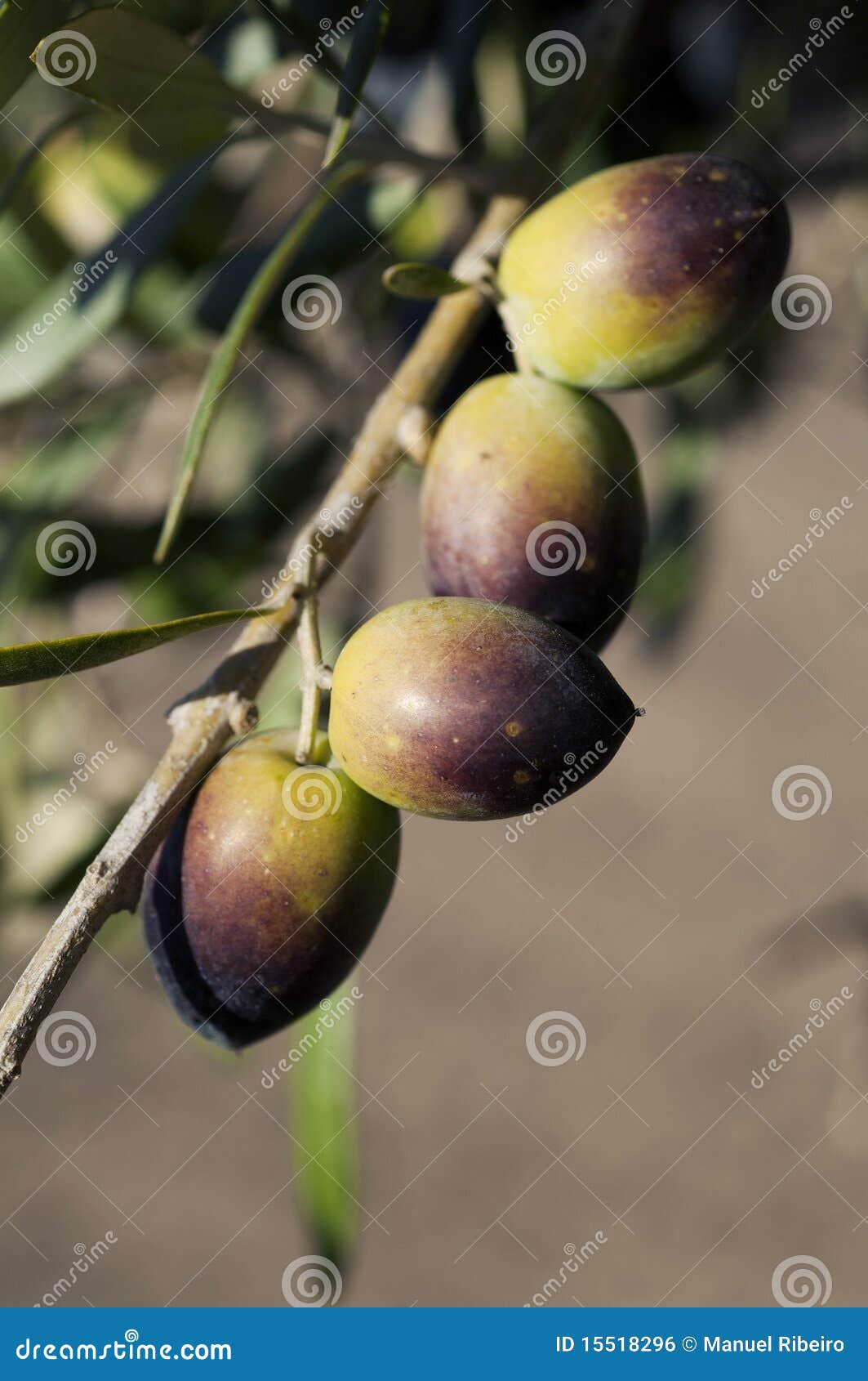 Bunch of Olives stock photo. Image of ripen, fruit, macro 15518296