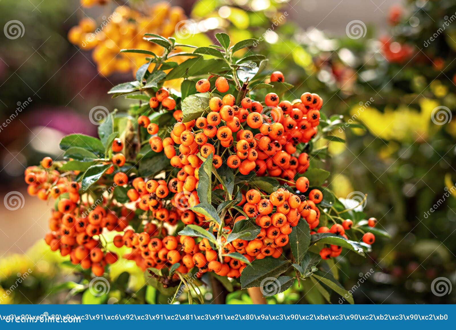 Bunch of Orange Berries of the Pyracantha Plant Stock Image Image of