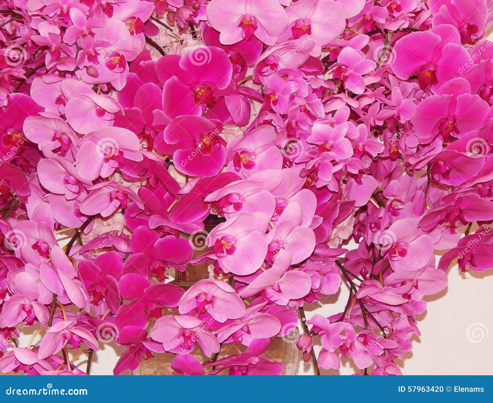 A Bunch Of Orchids As A Flower Background. Stock Photo - Image of