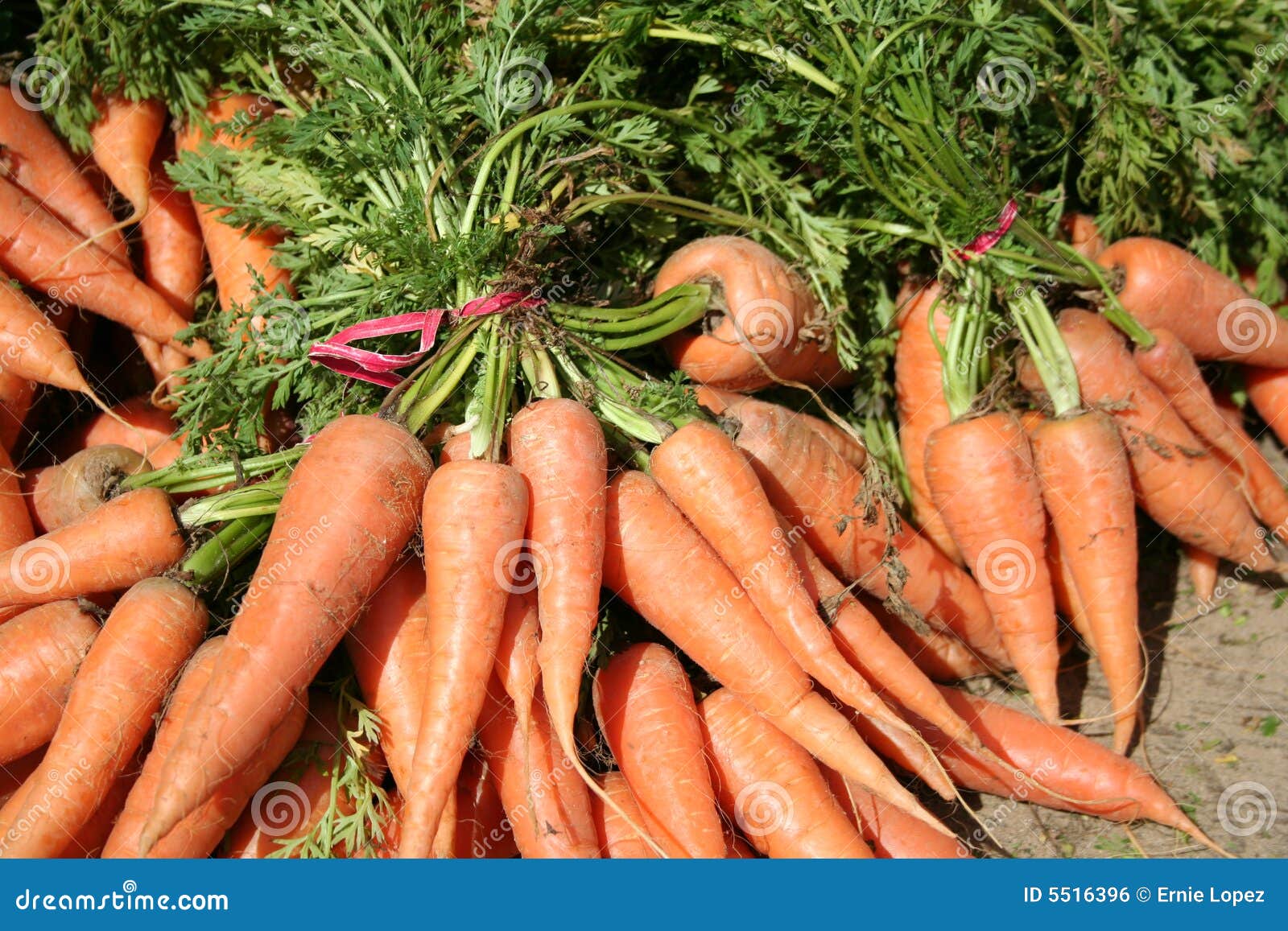 Bunch of organic carrots. A close look at organic carrots as displayed at the organic farmers market.