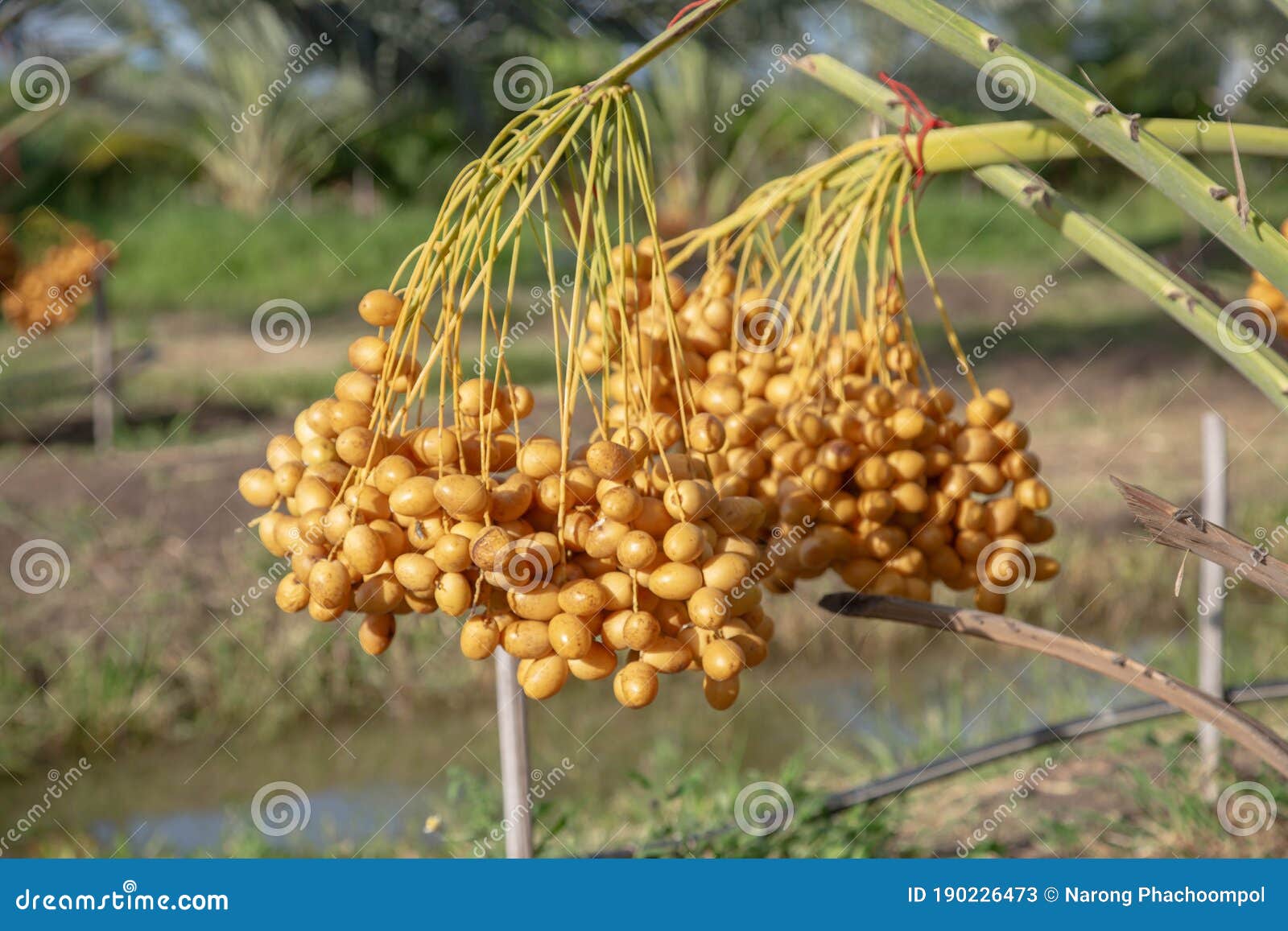 bunch of palm fruit thailand. agriculture economy