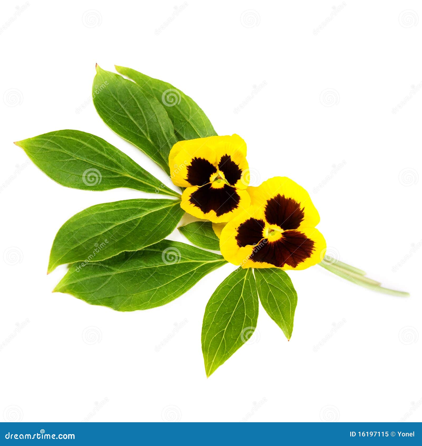 Bunch of pansies. stock image. Image of natural, petite 16197115