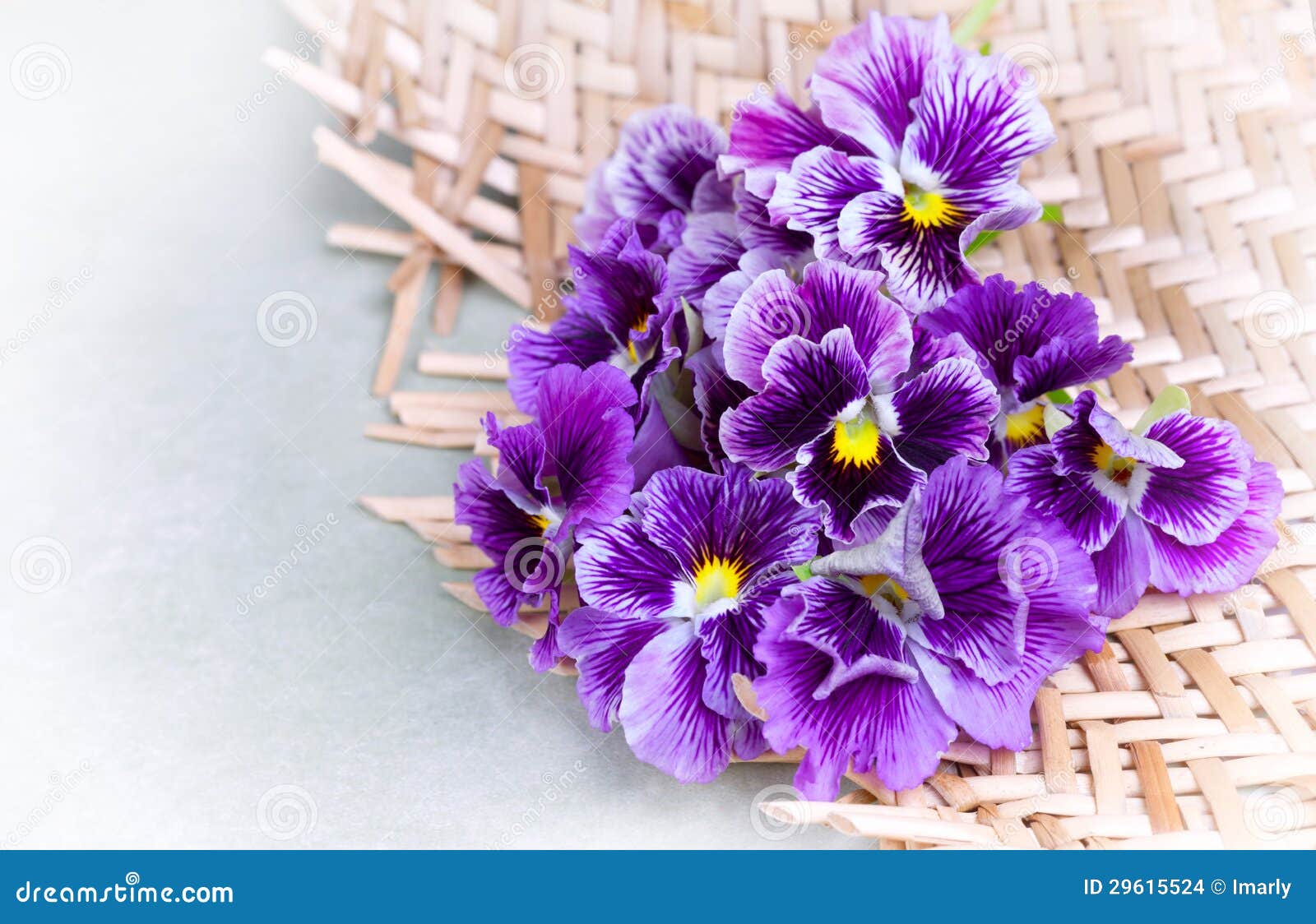 A bunch of pansies stock photo. Image of garden, seasonal 29615524