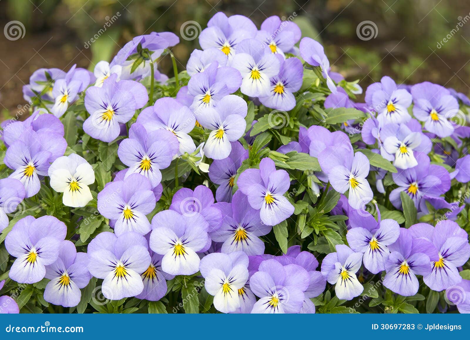 Bunch of Pansy Flowers stock image. Image of bunch, viola 30697283