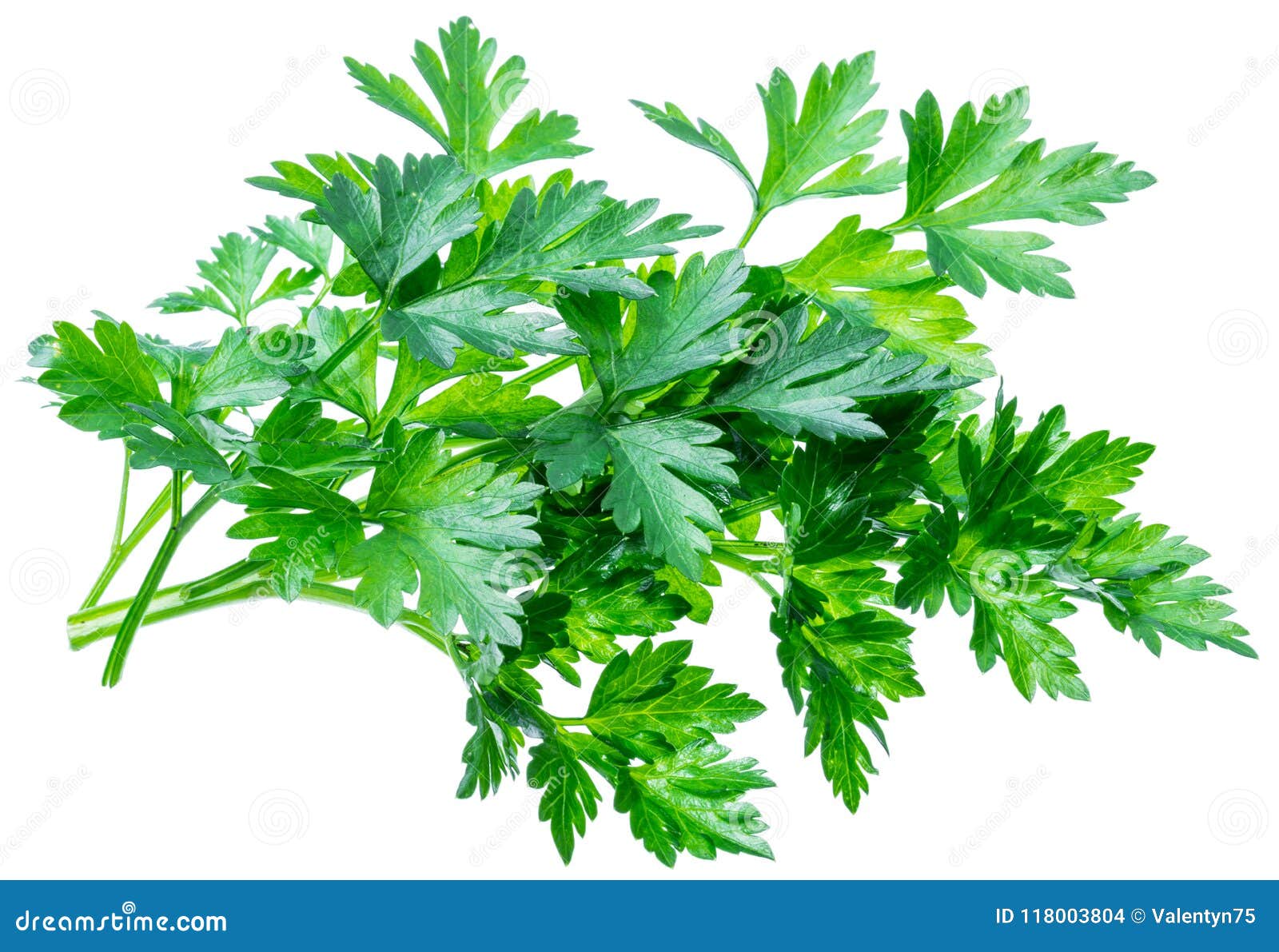 Bunch of Parsley Herb Isolated on White Background. Stock Photo Image