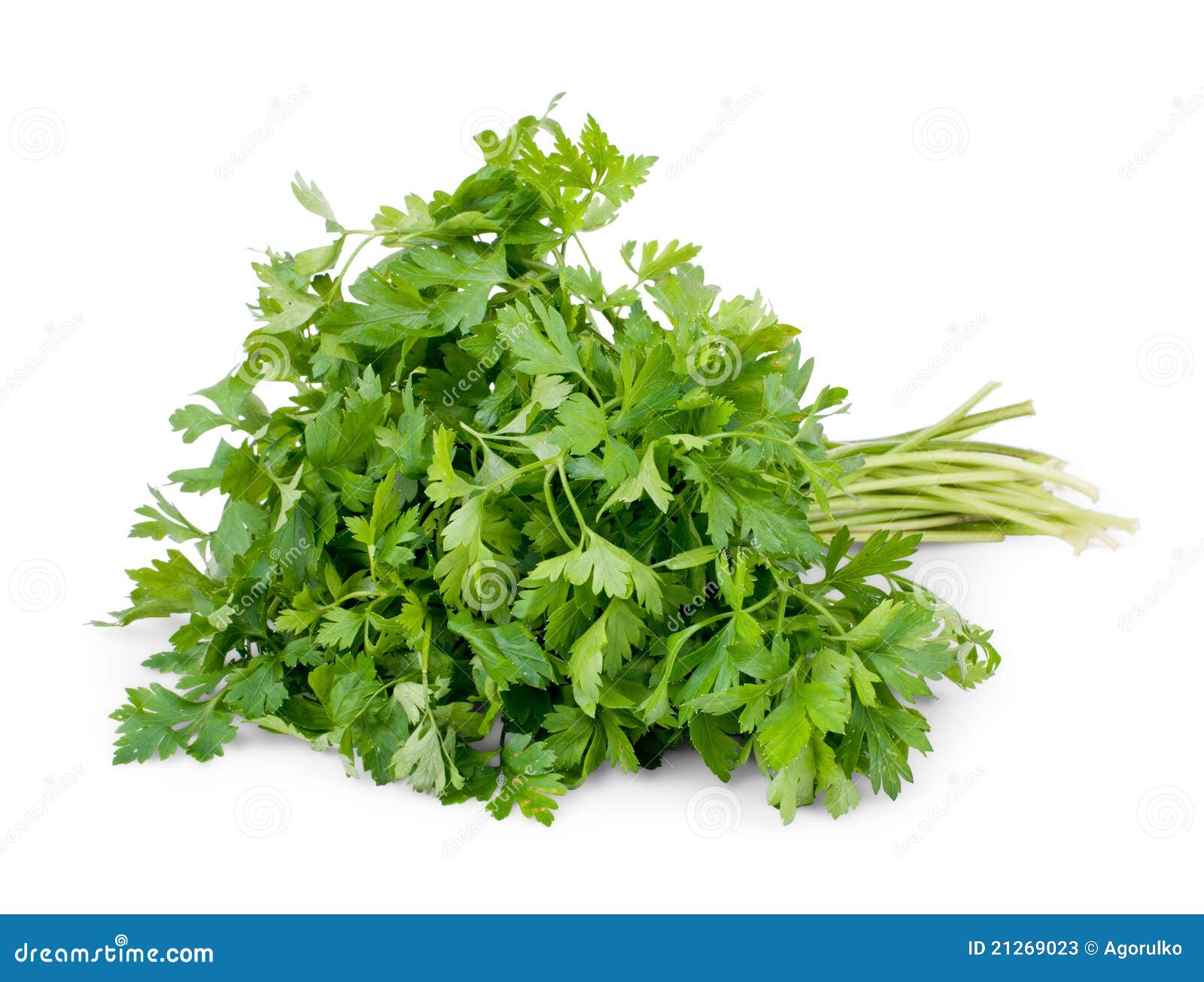 Bunch of Parsley Isolated on White Stock Image Image of fresh, parsley 21269023