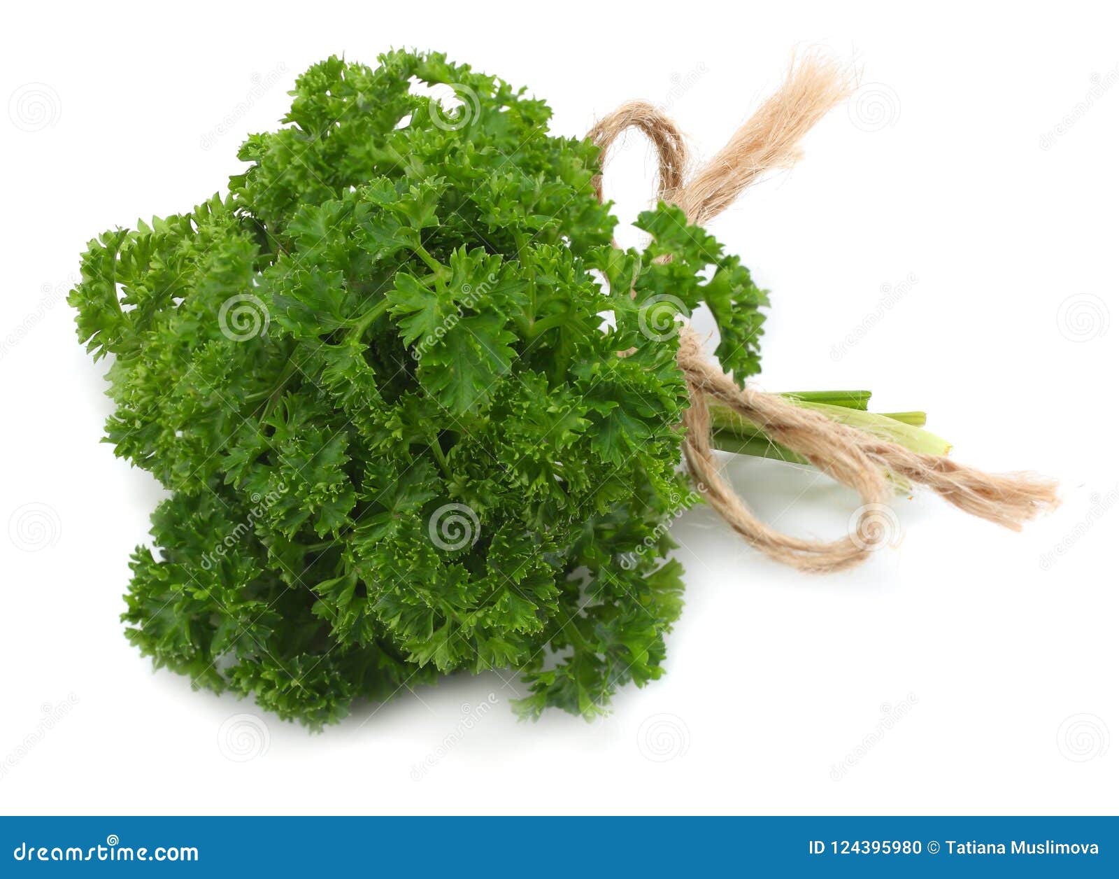 Bunch of Parsley Isolated on a White Background Stock Photo Image of health, leaves 124395980