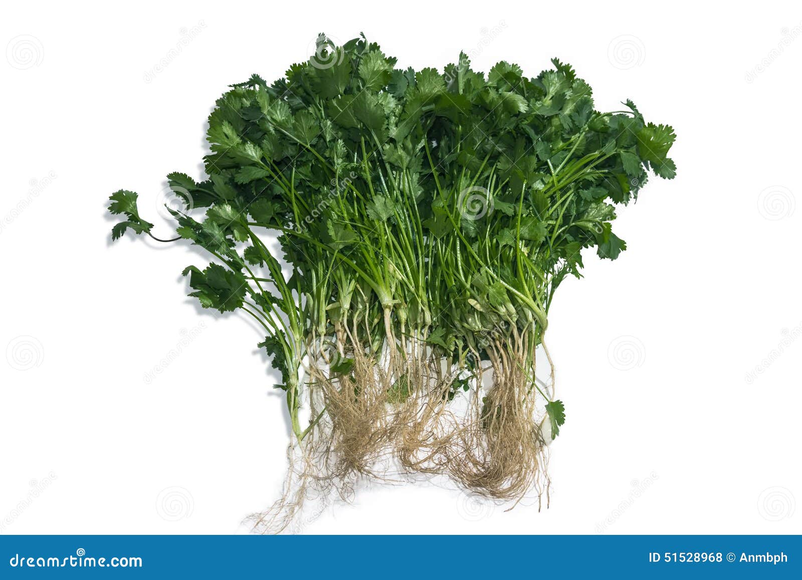 Bunch of parsley stock photo. Image of ecology, leaves 51528968