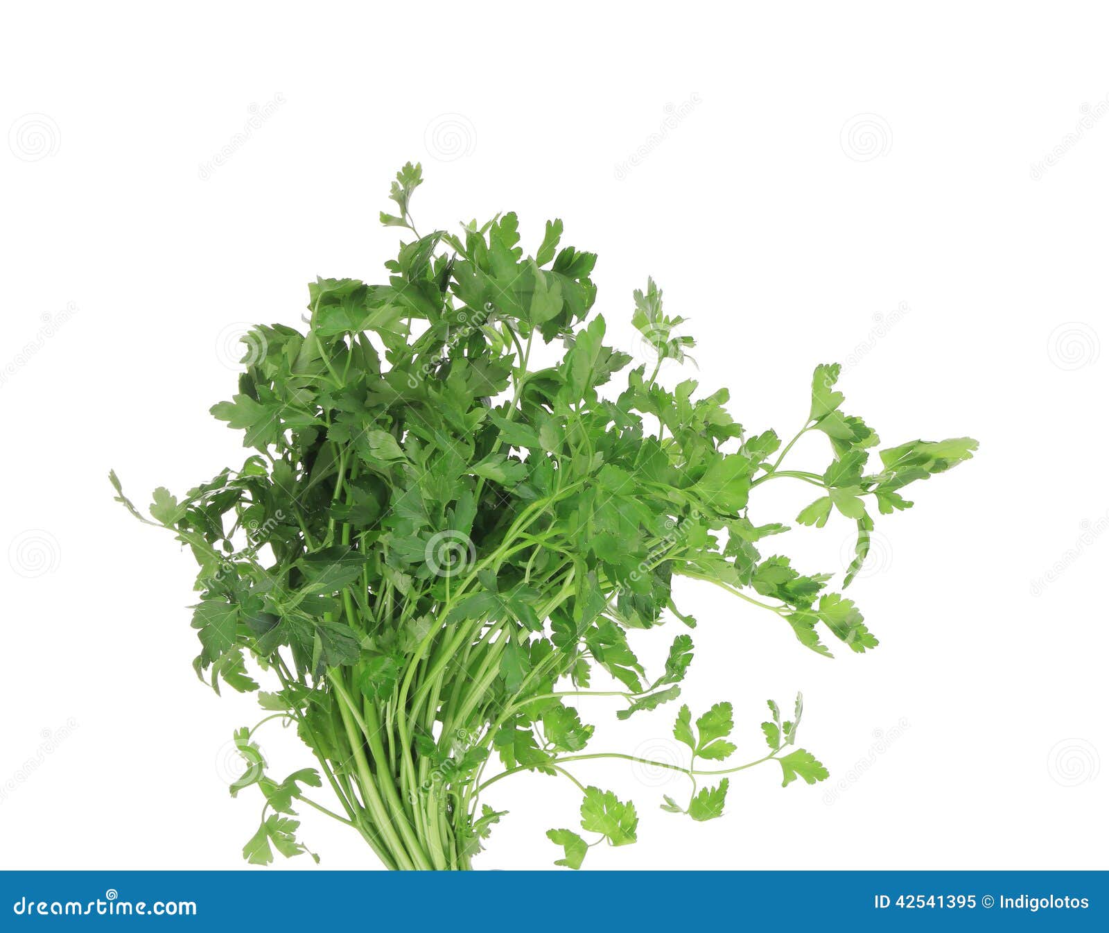 Bunch of parsley on a white. Isolated on a white background.