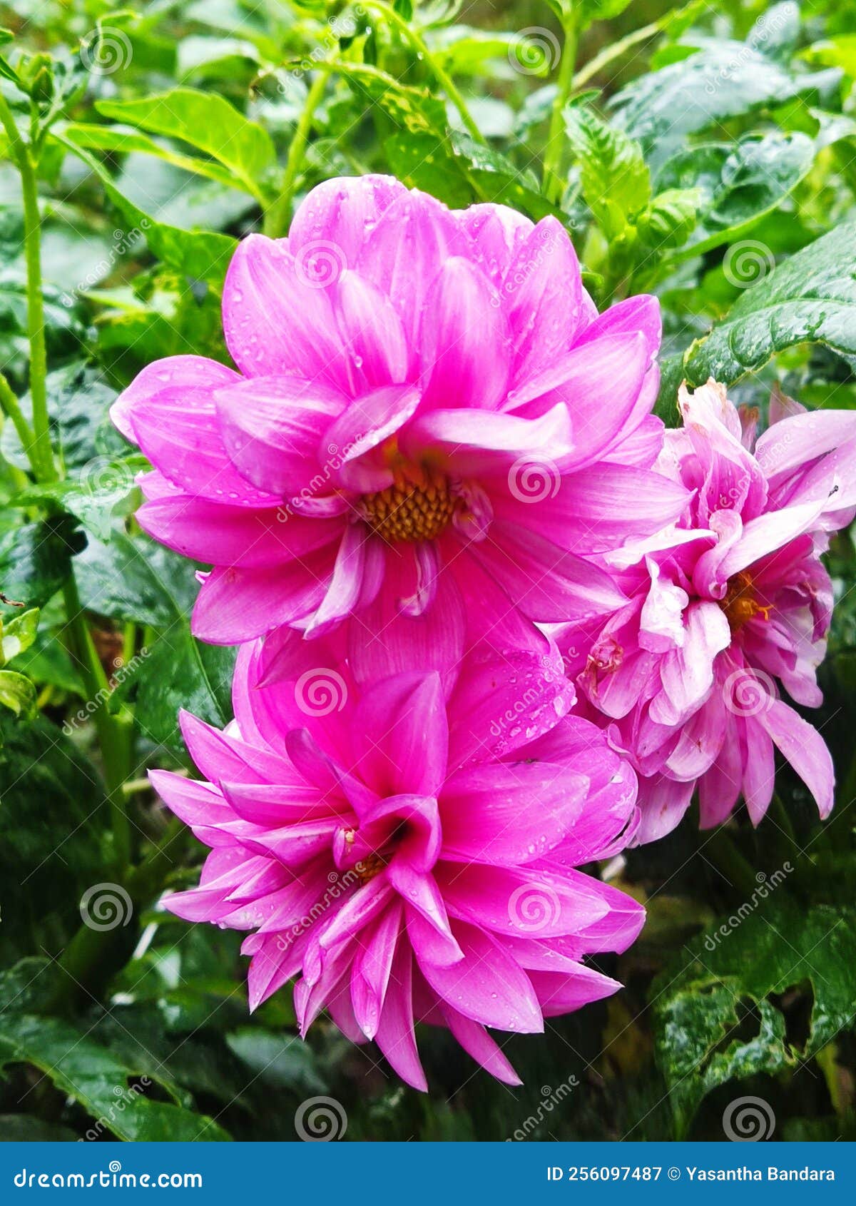 A Bunch of Pink Flowers.Light Red Flowers Stock Image Image of shrub