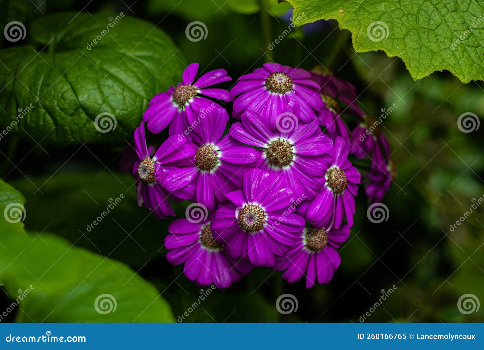 A Bunch of Pink Petaled Flowers Pop from the Greenery Centre Stock