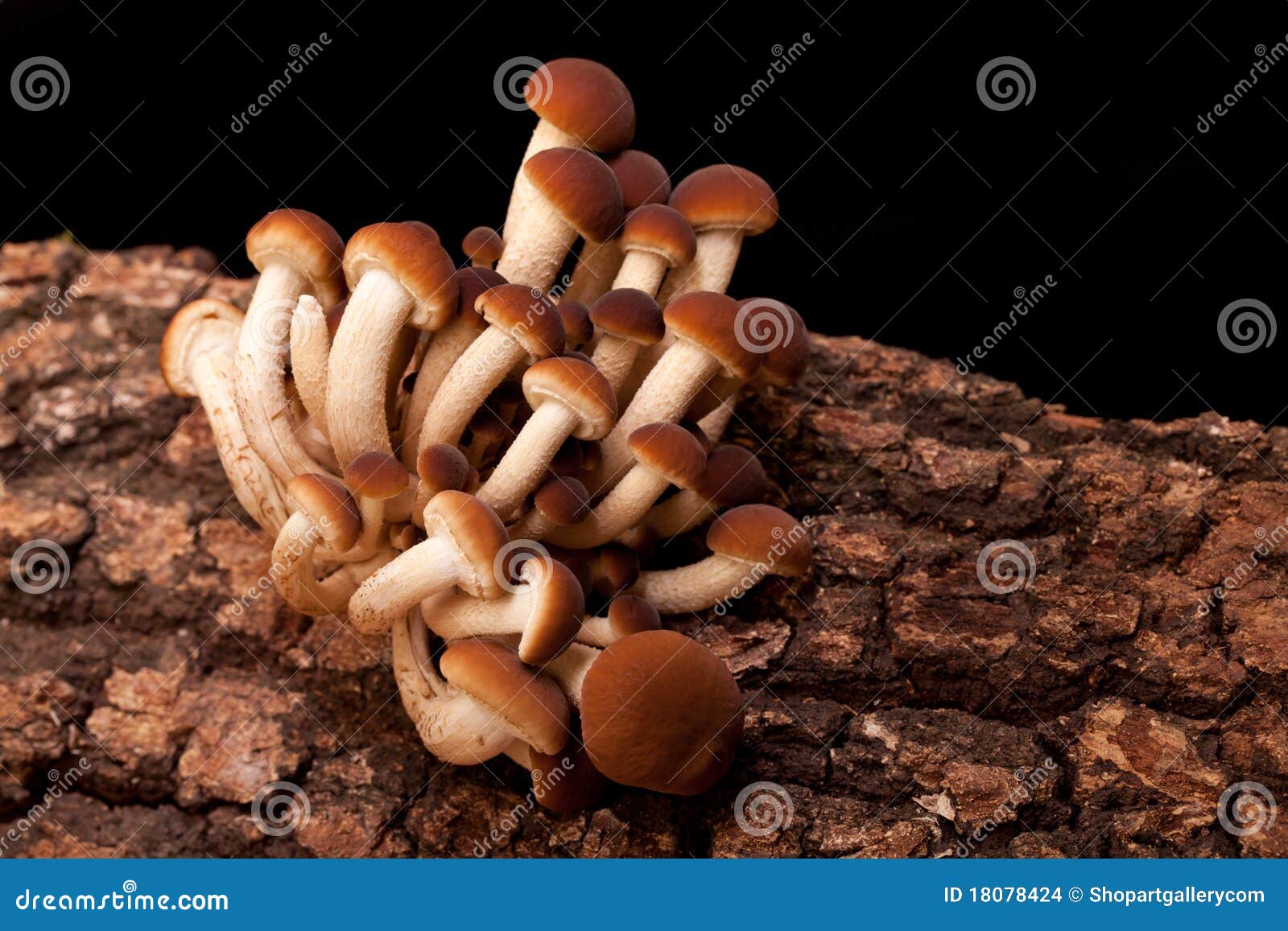 Bunch of Poplar Mushrooms (Pholiota Aegerita) Stock Photo Image of