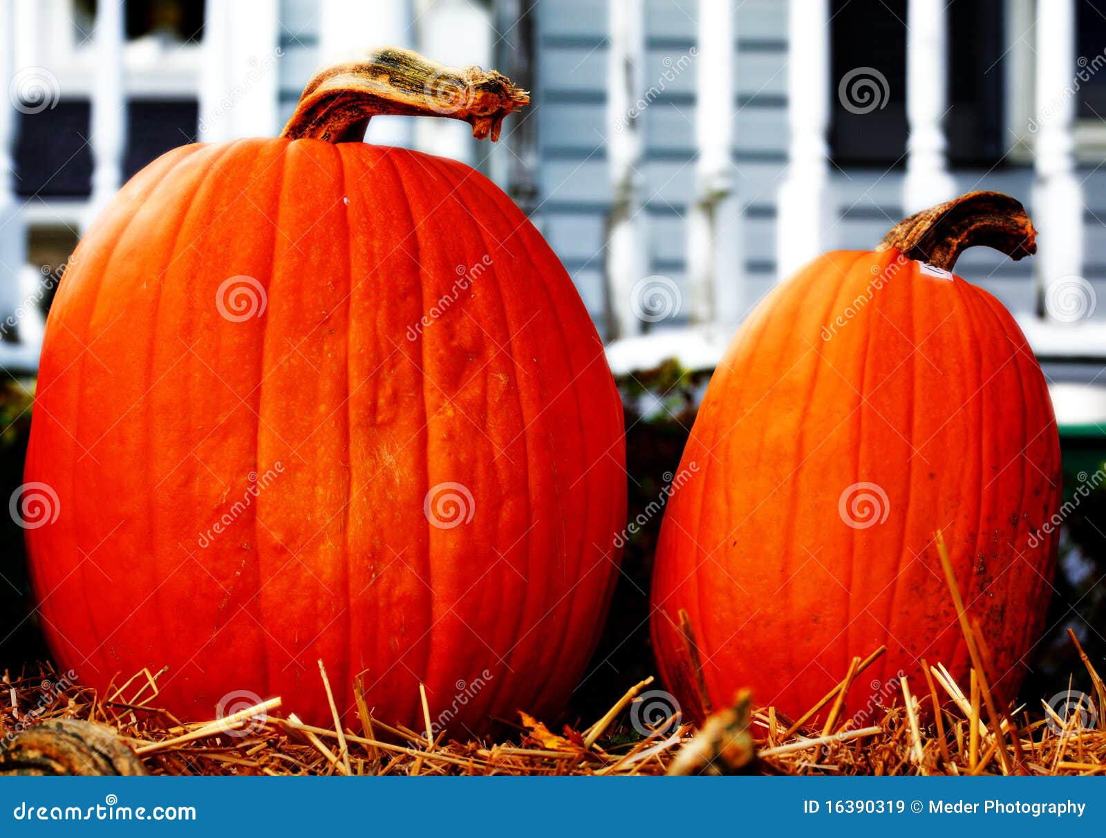 Bunch of pumpkins stock image. Image of fruit, harvest 16390319