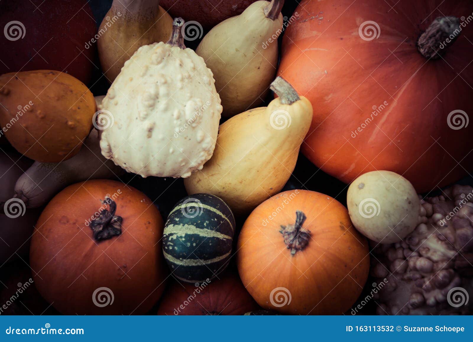Bunch of Pumpkins stock photo. Image of country, food 163113532