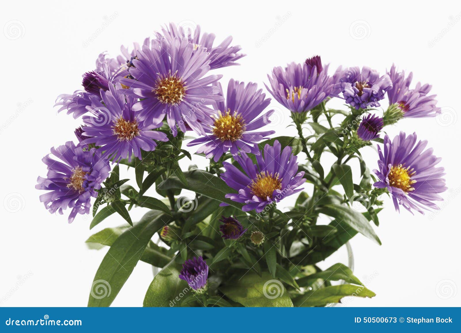 Bunch of Purple Autumn Asters Stock Image - Image of bouquet, pistil ...