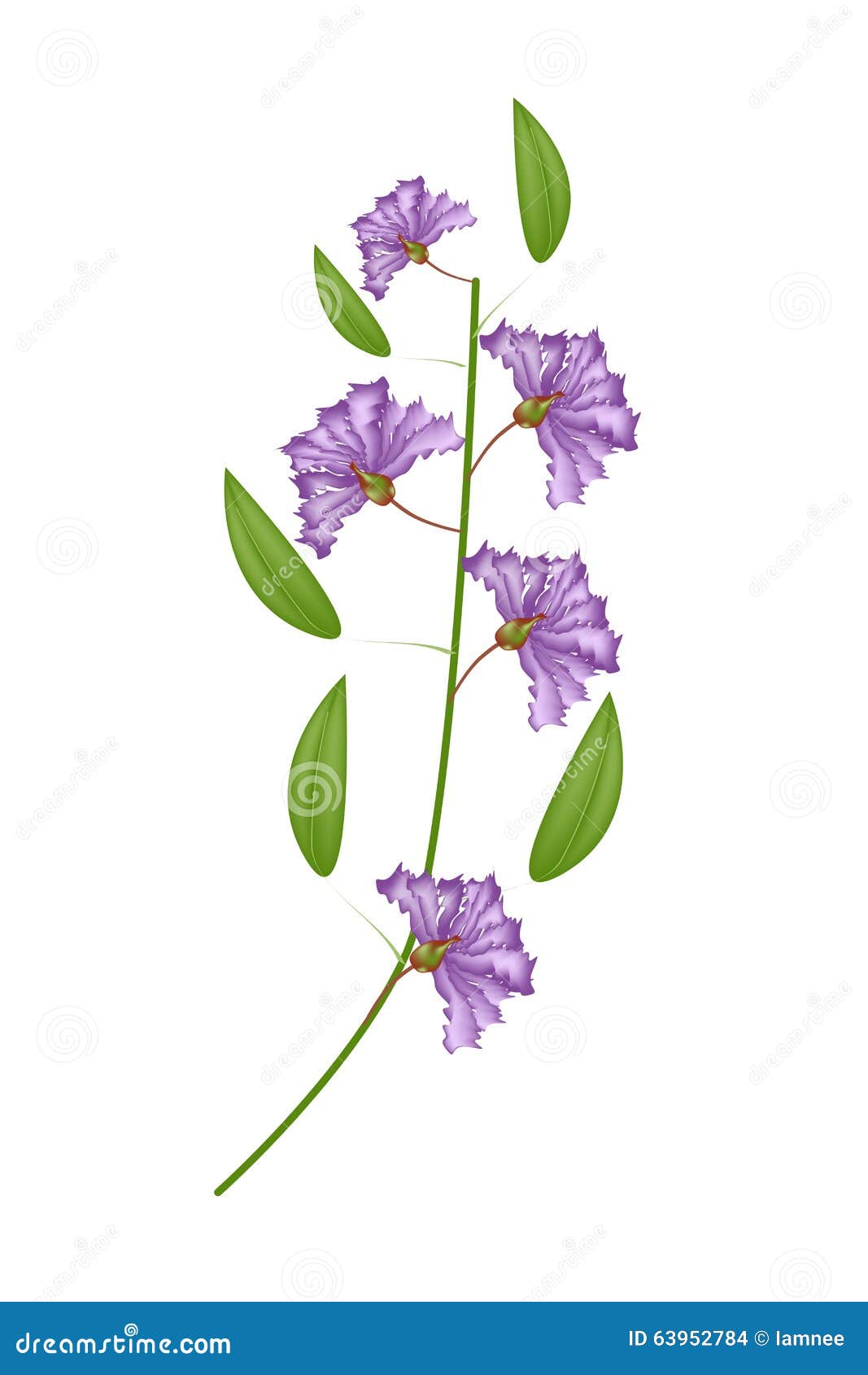 Bunch of Purple Crape Myrtle Flowers on White Background Stock Vector ...