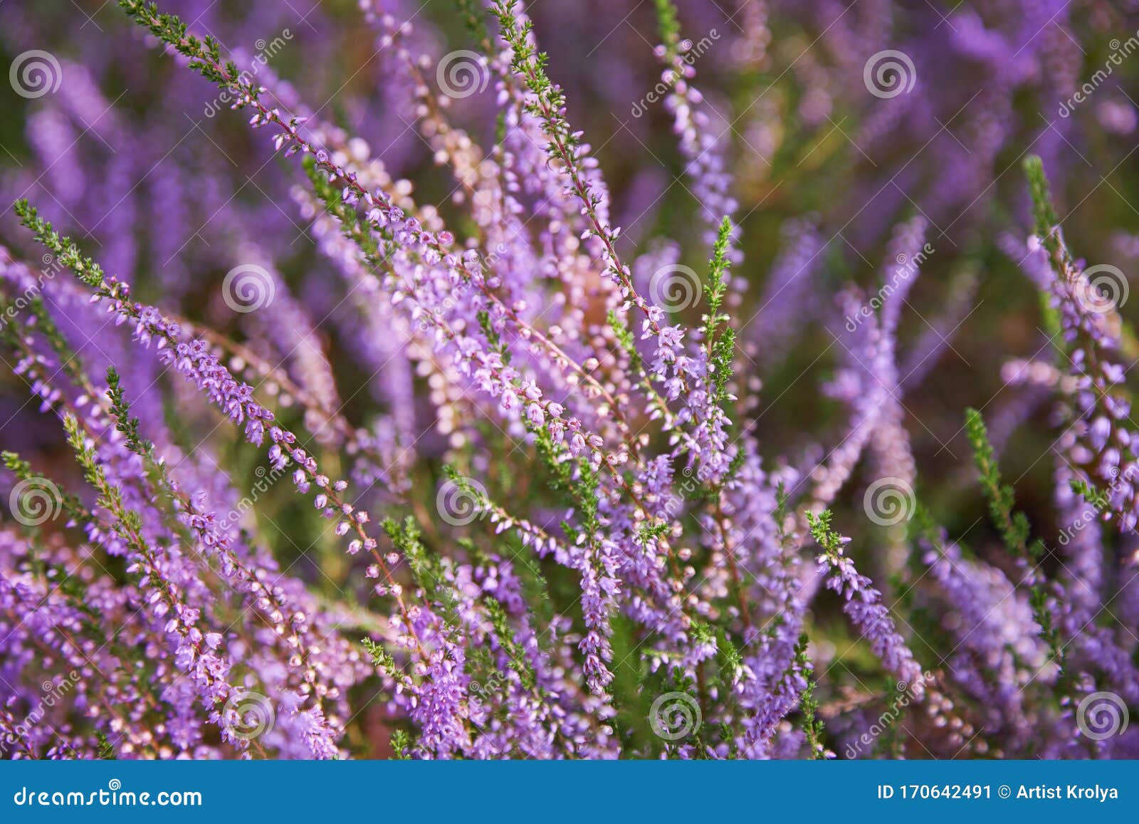 Bunch of Purple Scotch Heather Calluna Vulgaris, Erica, Ling Bush