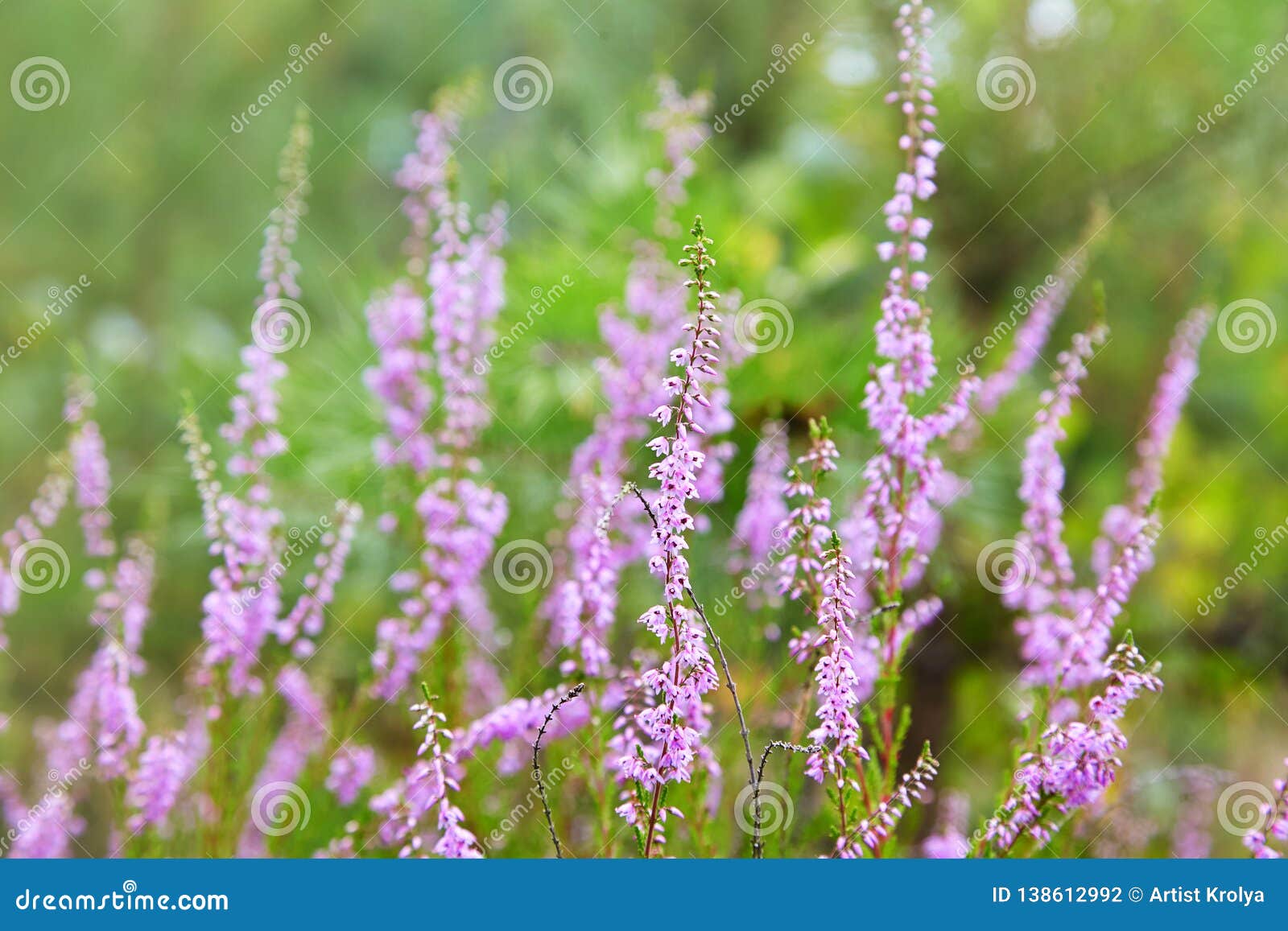 Bunch of Purple Scotch Heather Calluna Vulgaris, Erica, Ling Bush