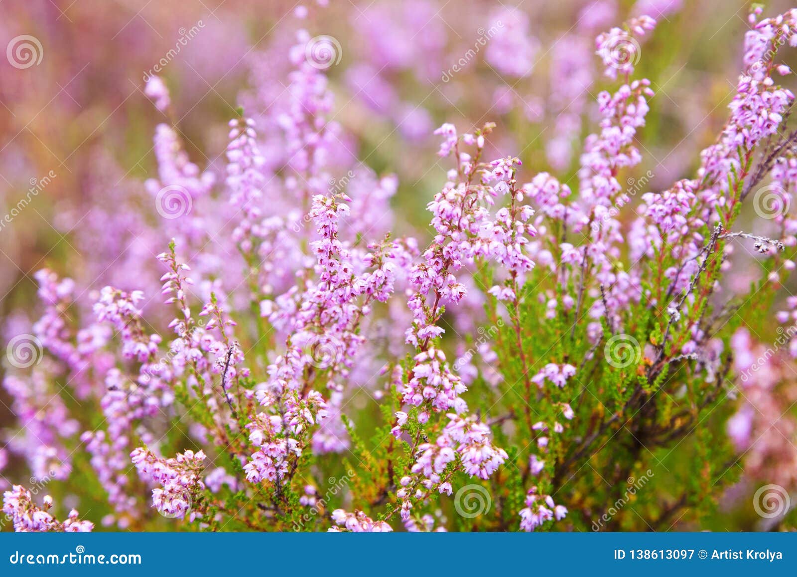 Bunch of Purple Scotch Heather Calluna Vulgaris, Erica, Ling Bush