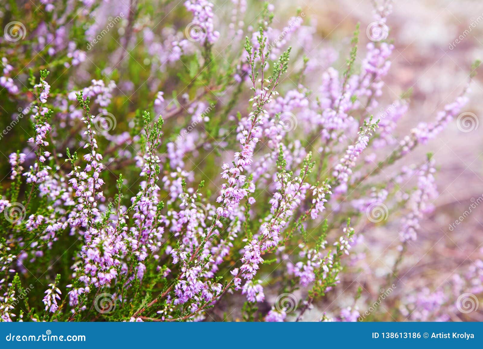 Calluna vulgaris, Ling, Erica, multicolored Heather in bloom