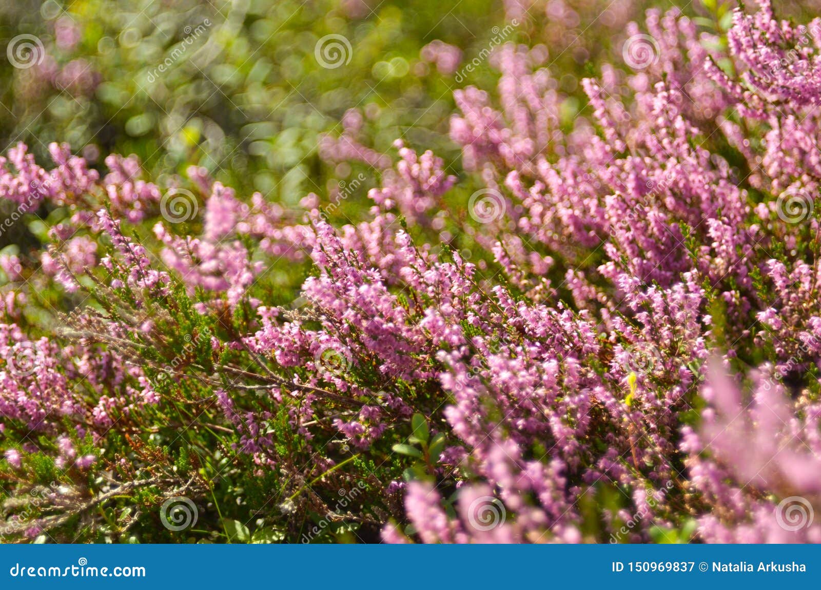 Bunch of Purple Scotch Heather Calluna Vulgaris, Erica, Ling Bush