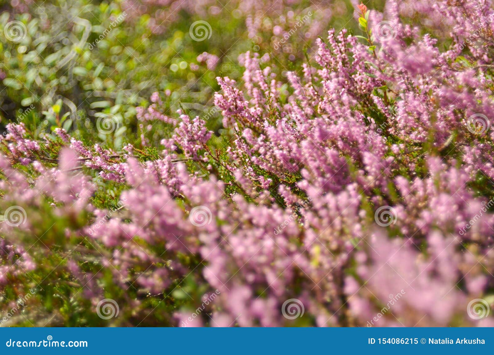 Bunch of purple scotch heather (Calluna vulgaris, erica, ling