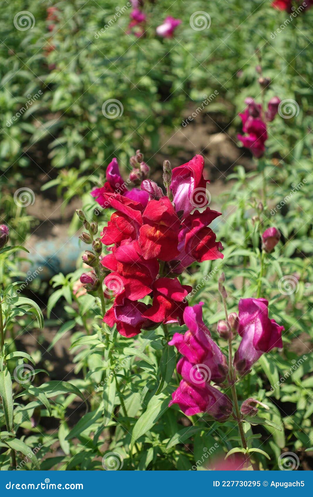 Bunch of Red Flowers of Common Snapdragon Stock Image Image of lush