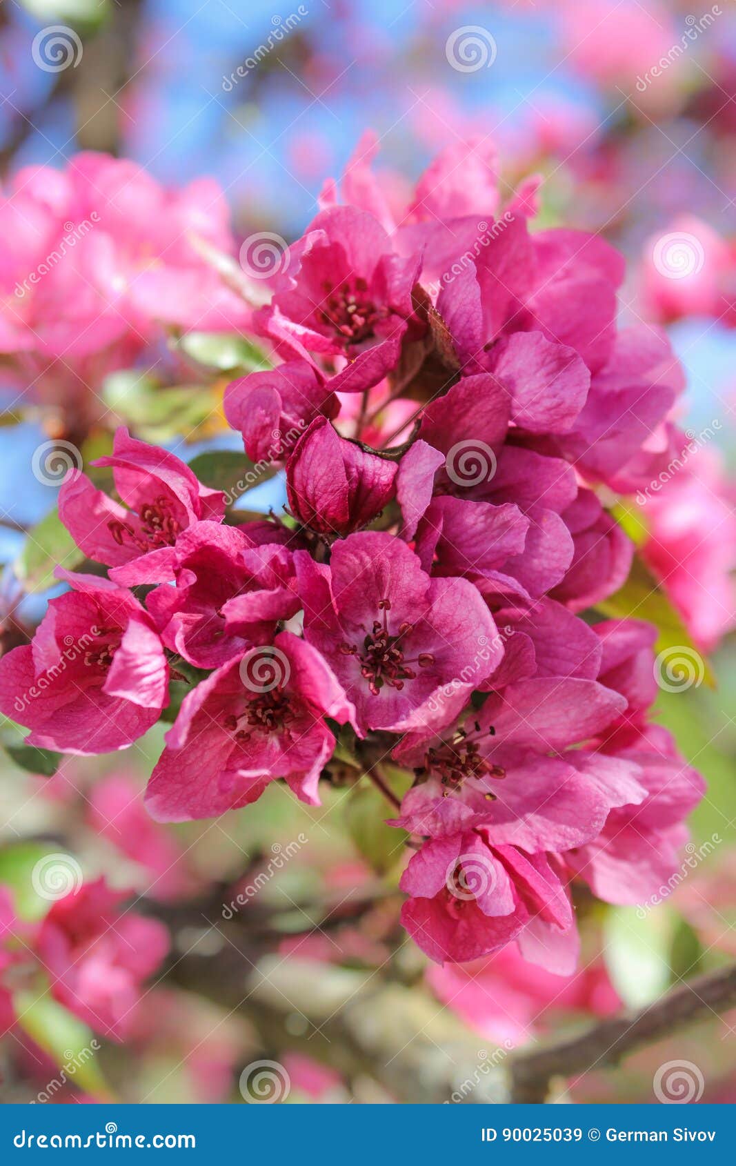 A bunch of red flowers. stock image. Image of flora, season 90025039