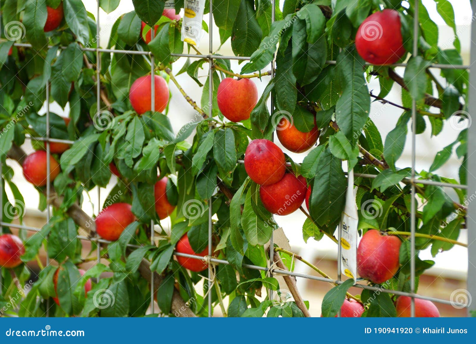 a bunch of red nectarine `fantasia` fruits