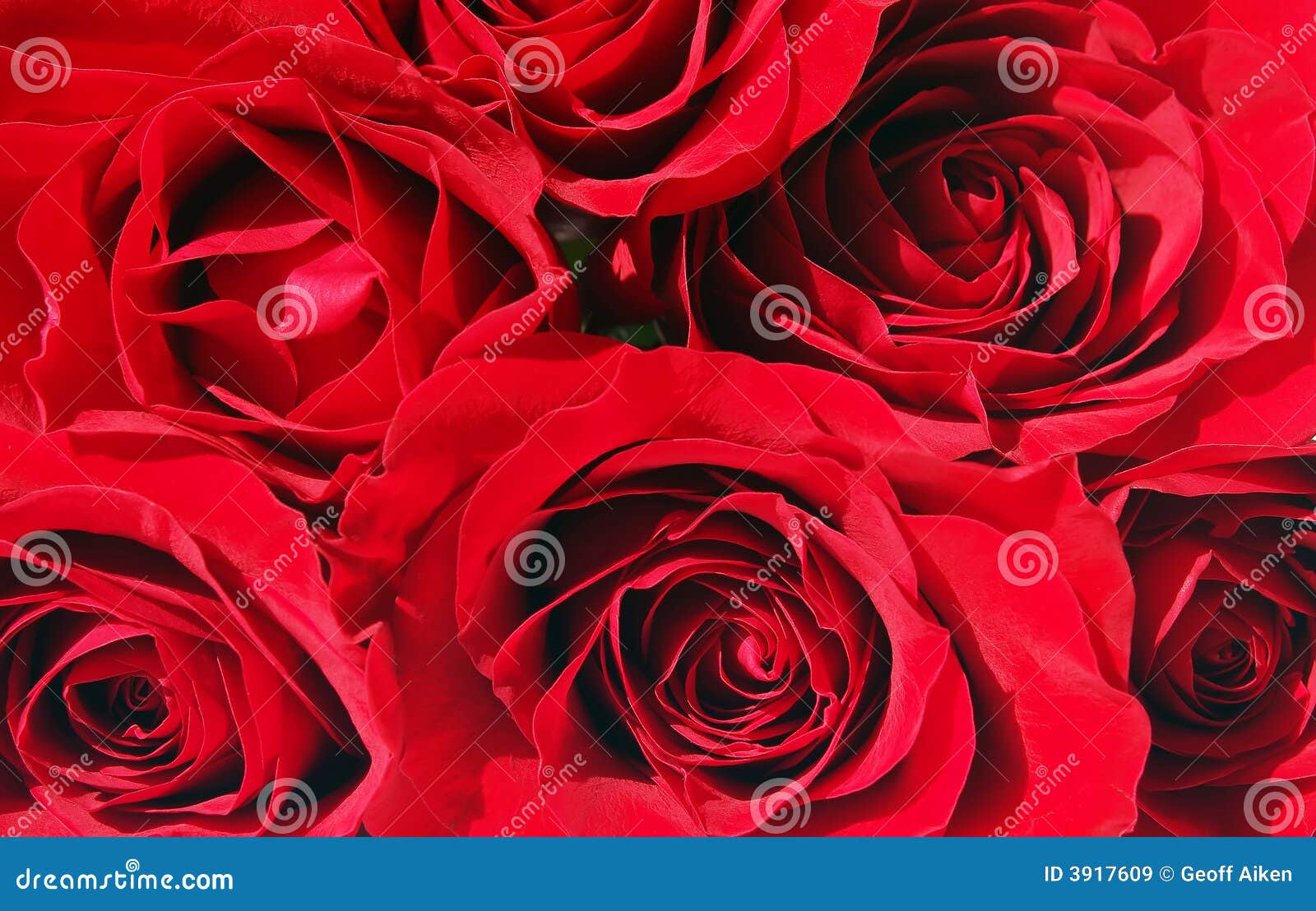 Bunch of red roses. Red roses bunched together with no background