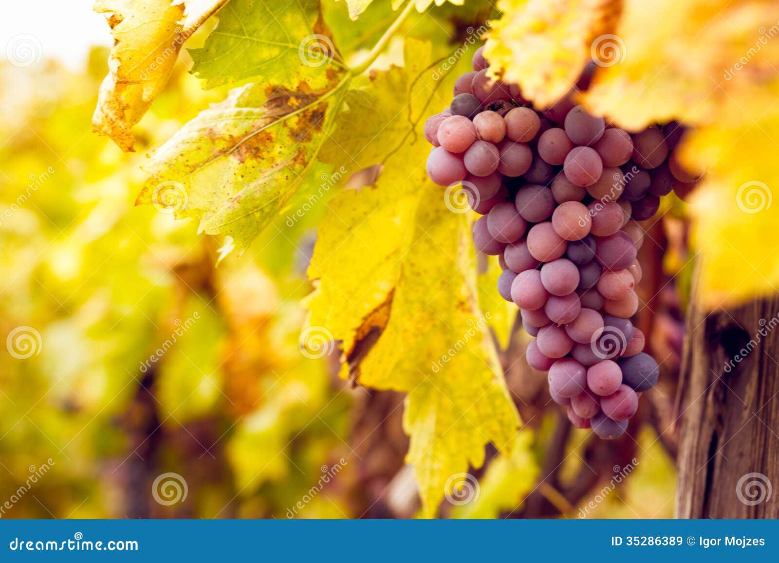 bunch of red wine grapes