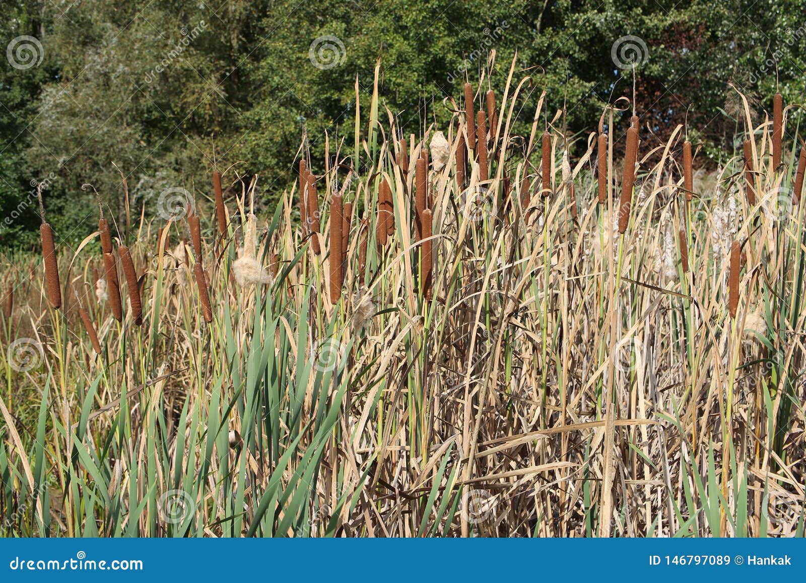 Bunch of reed. Autumn pond stock image. Image of green 146797089